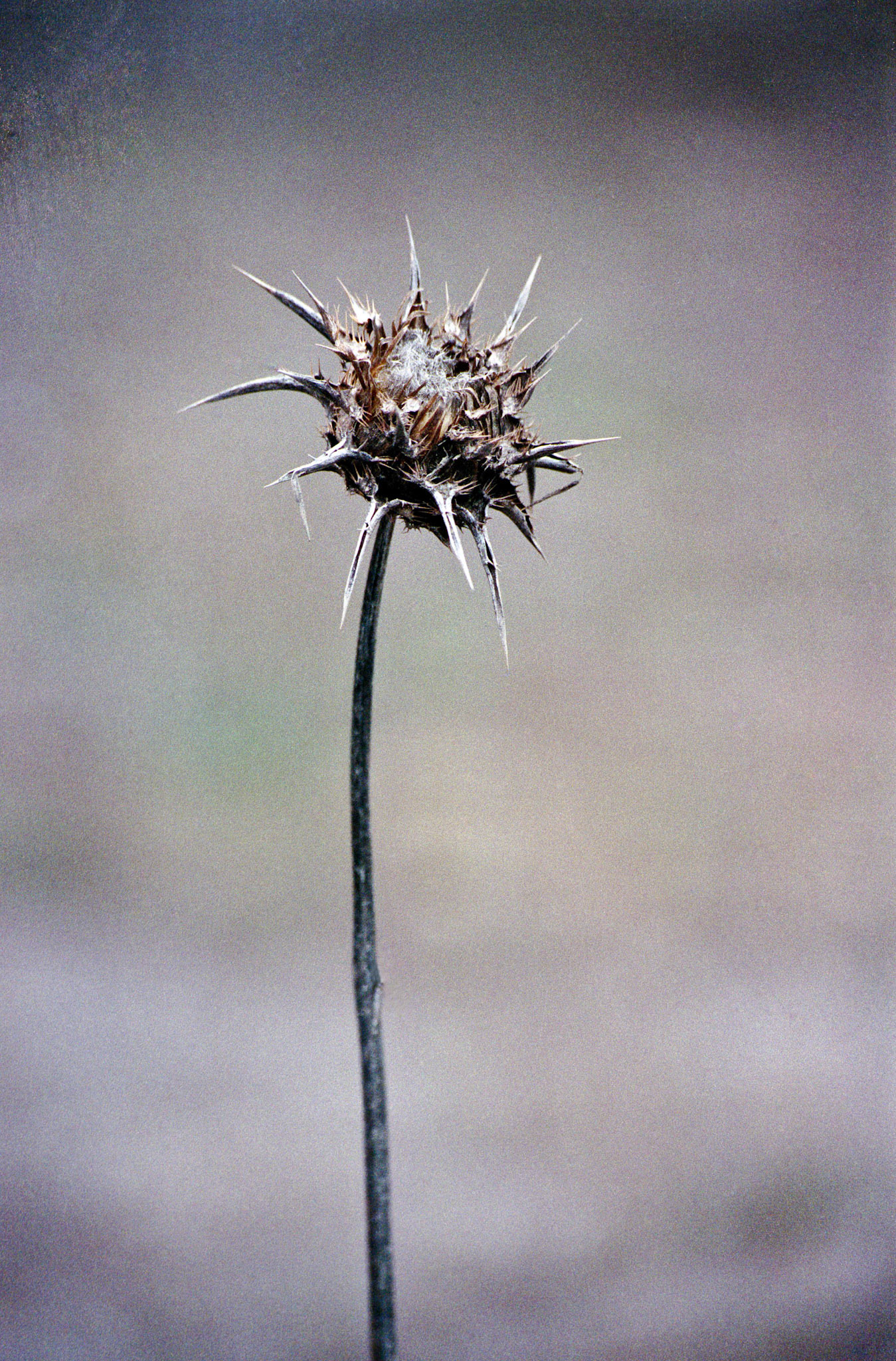 Seed Pod, Half Moon Bay, California, 2001