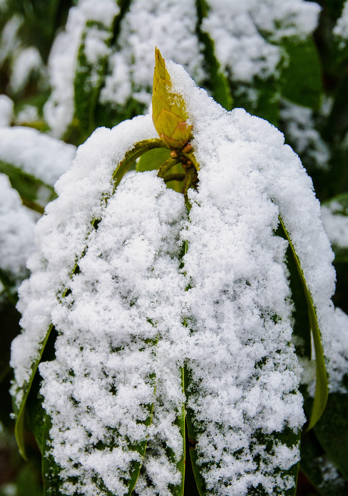 Rhododendron in winter,Janebank, 2021