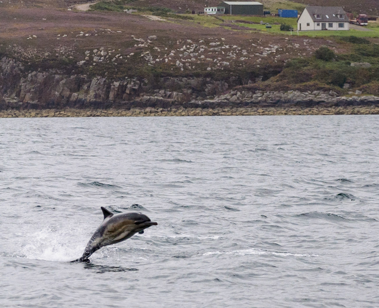 Dolphin, Isle of Skye, 2014