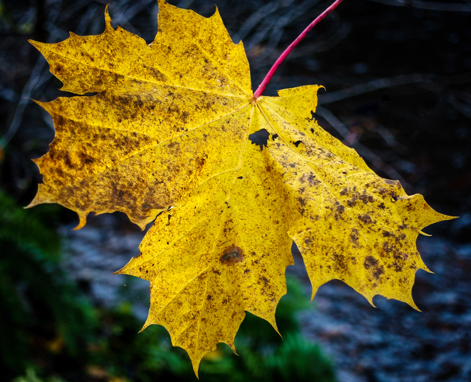 Autumn leaf, Lasswade, 2021