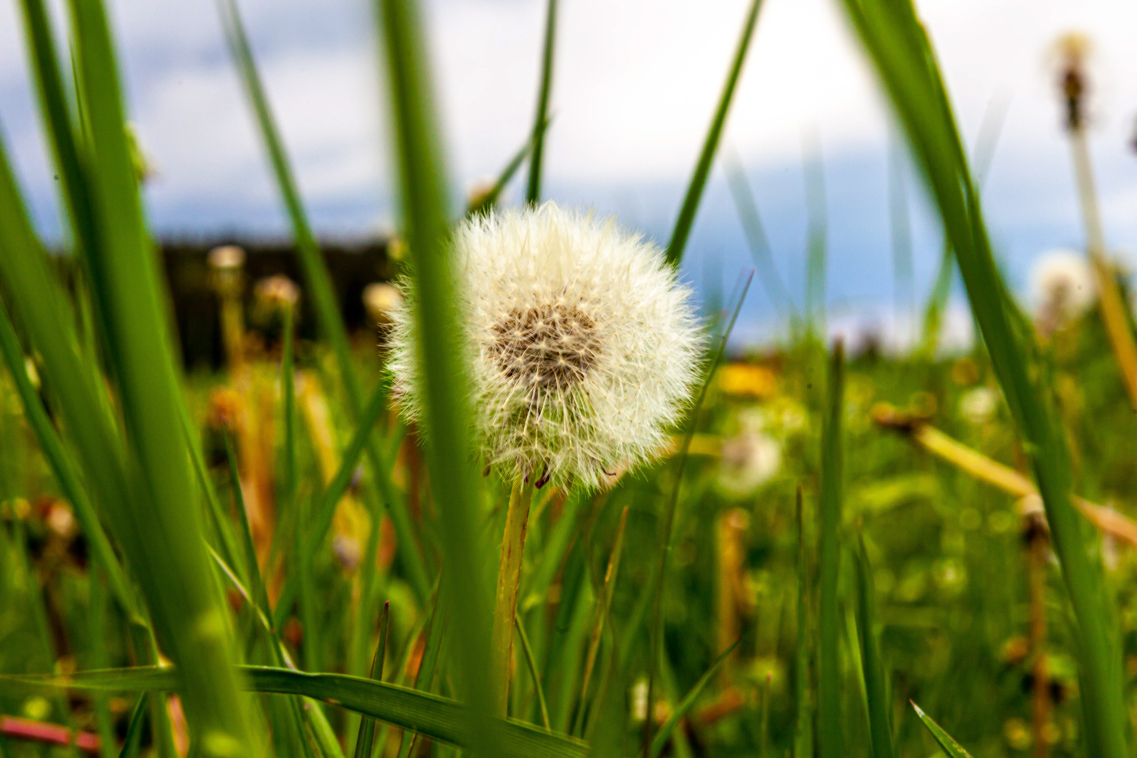 Hohenwarth, Pustenblume