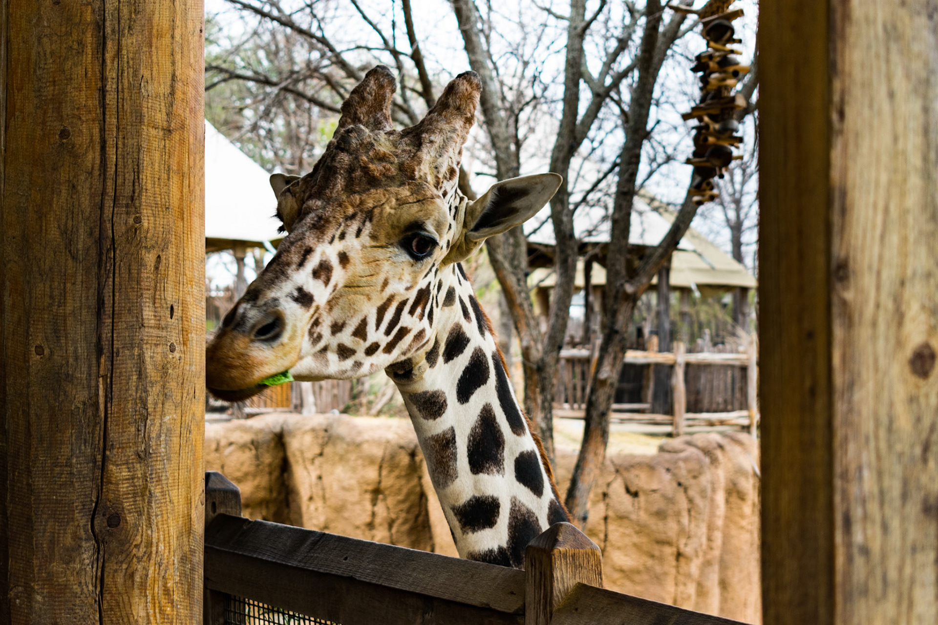 Dallas Zoo
