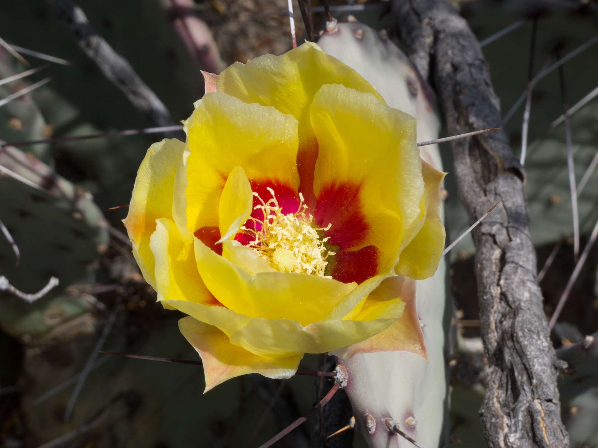 Cactus Bloom