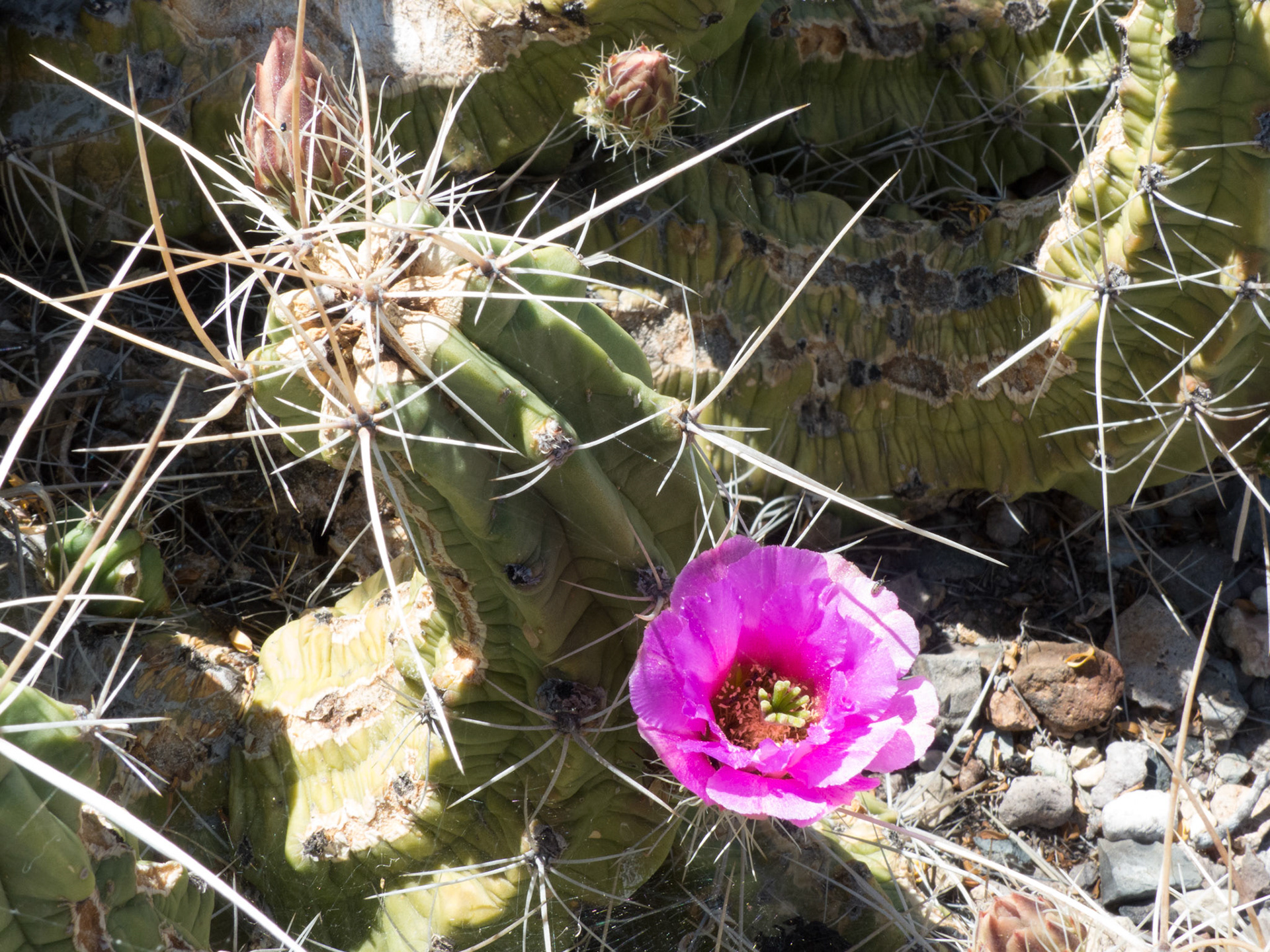 Cactus in bloom