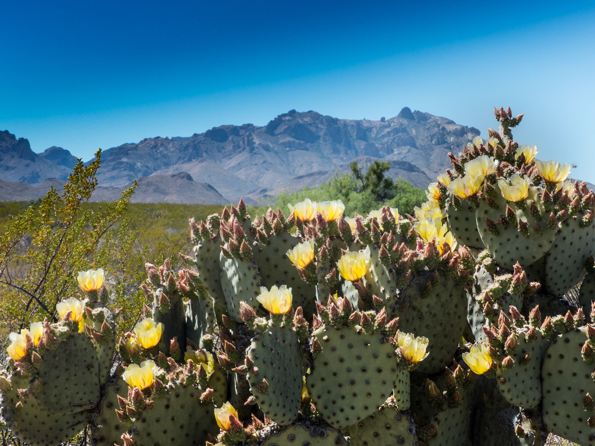 Chisos and Cactus