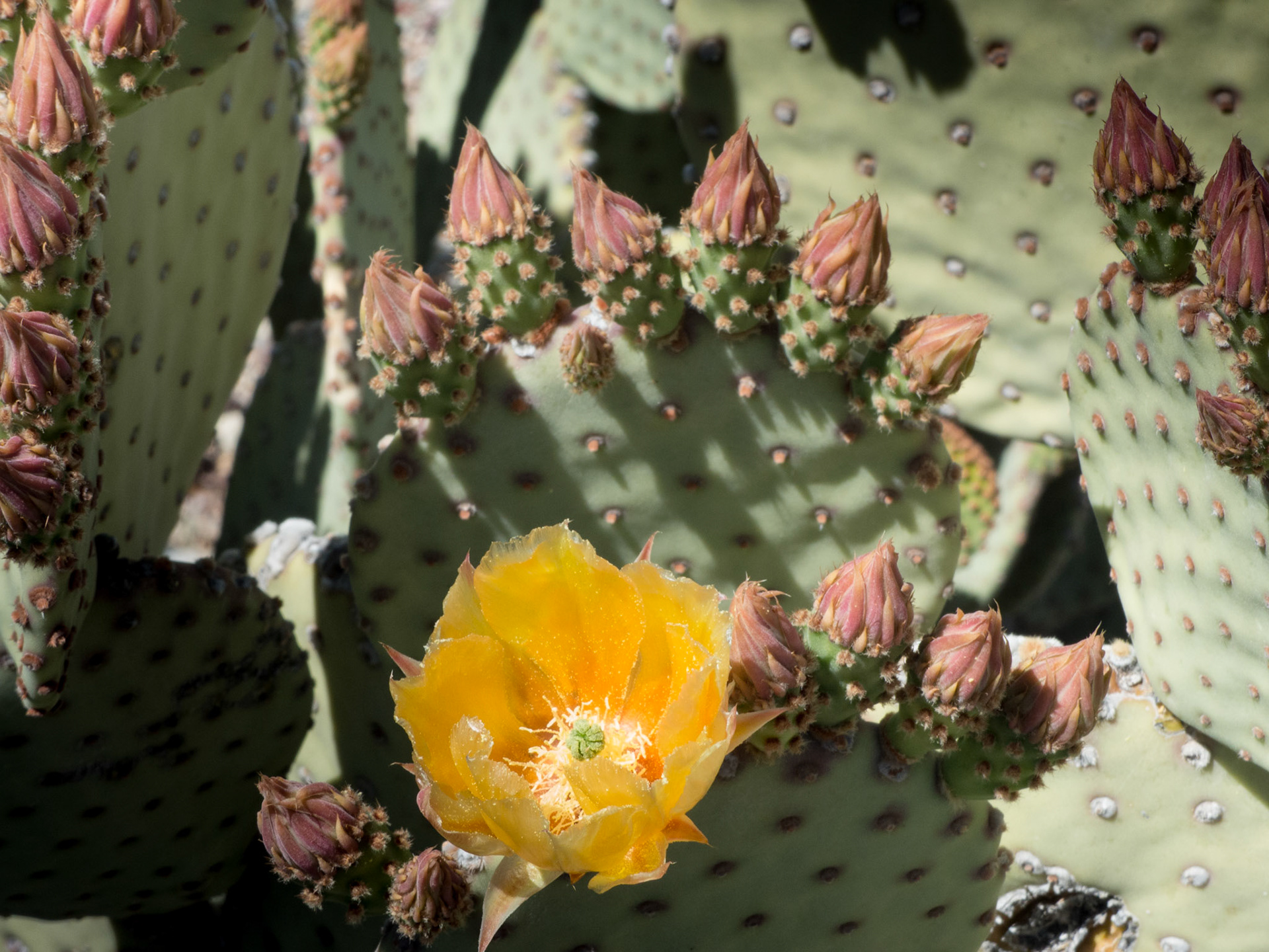 Cactus Blossom