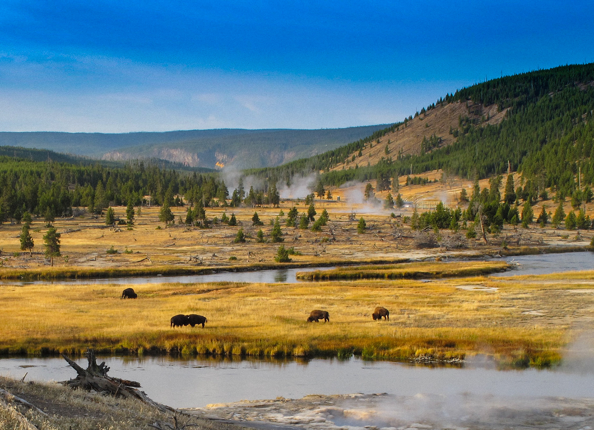 Yellowstone