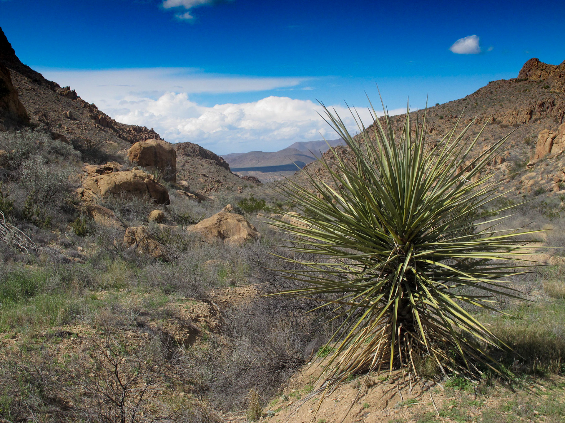 Grapevine Hills