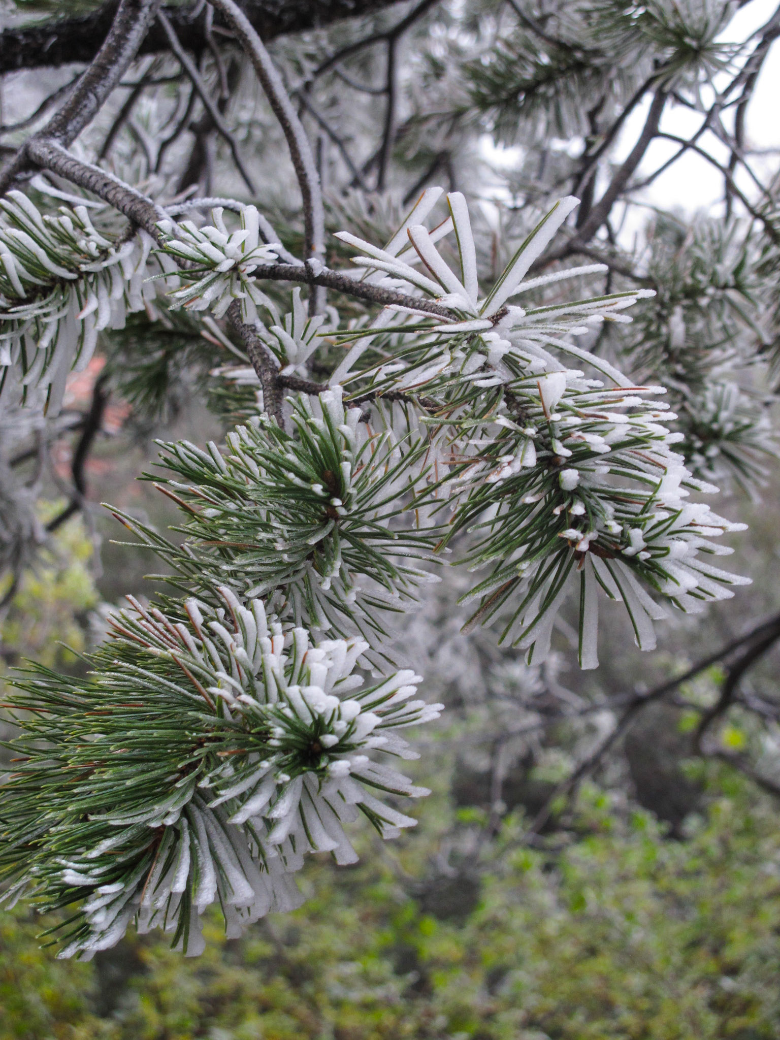 Frost in Chisos
