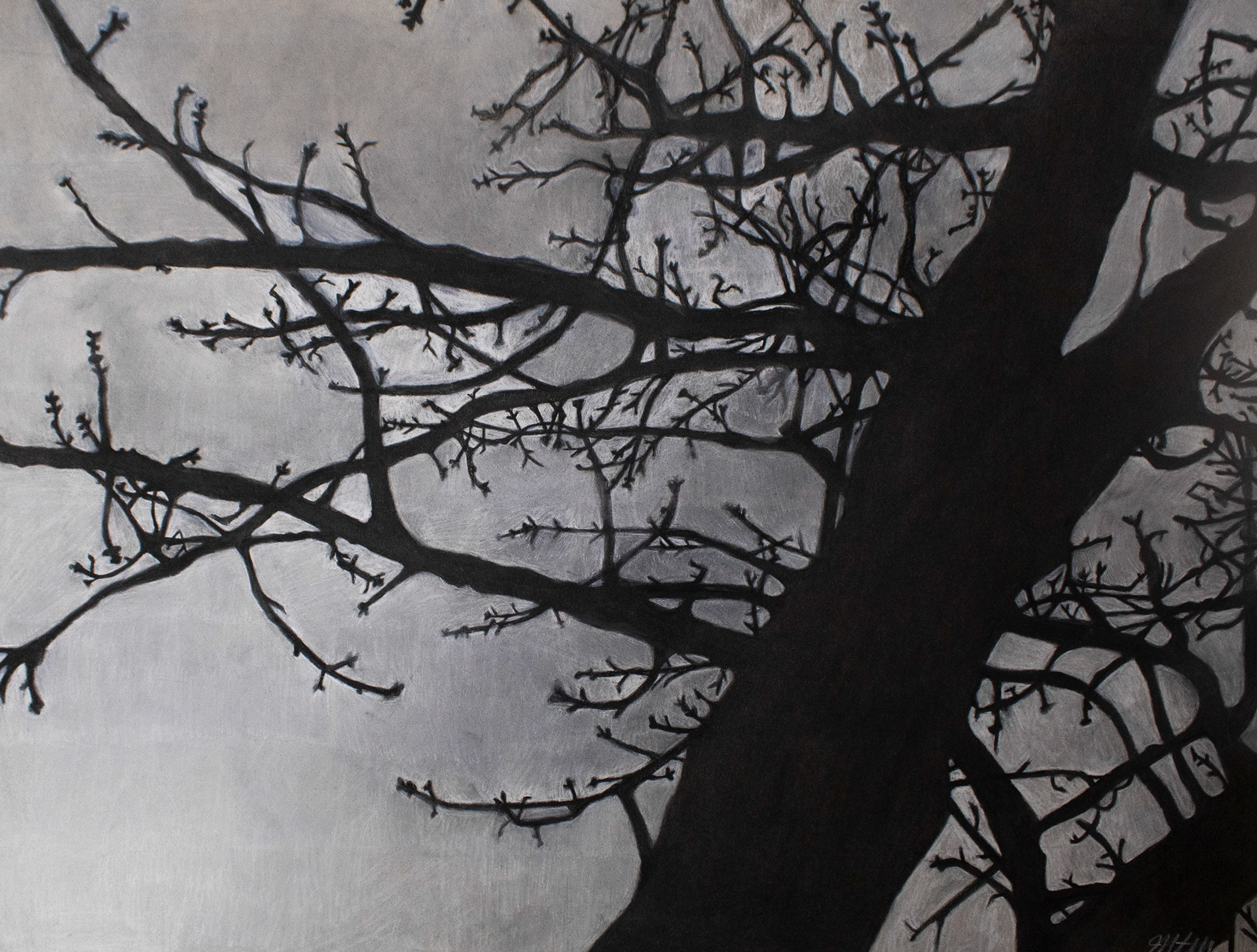 "Untitled", Charcoal, 22 x 17.5, 2024 |   This  is a gridded charcoal drawing of a tree at my house.  I chose to complete this in charcoal rather than in color in order to capture the gloomy weather outside. 
