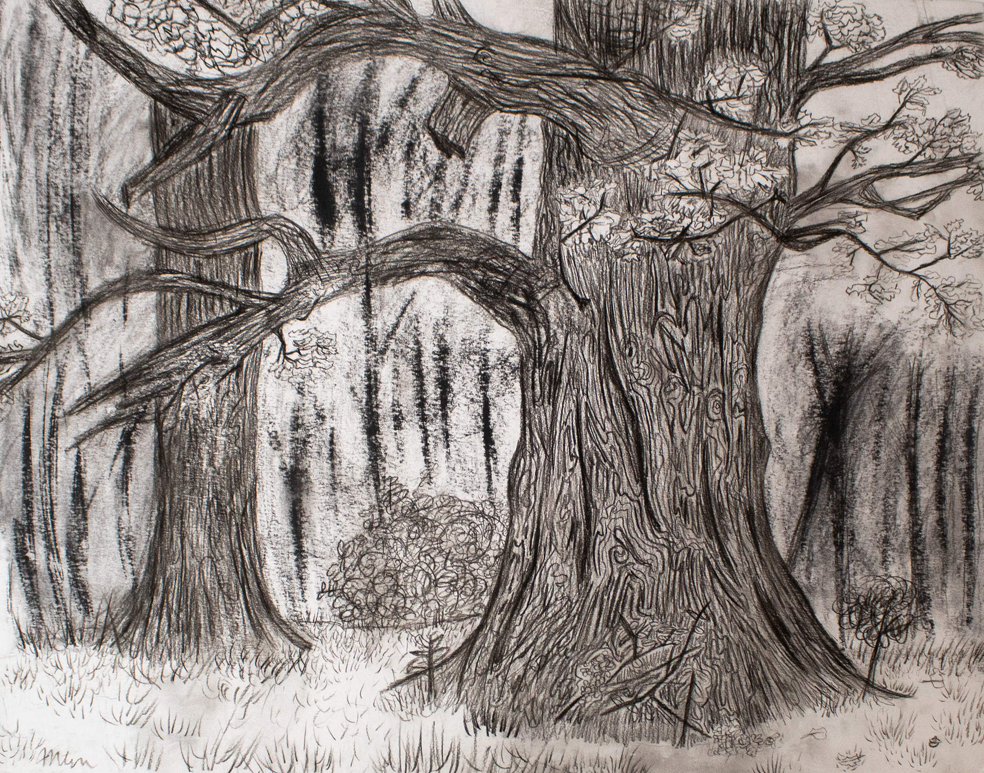 "Untitled", Charcoal, 19 x 23.5, 2024 |  I wanted to explore a slightly different art style, rather than doing realism I chose to go for more of an illustrative style. 