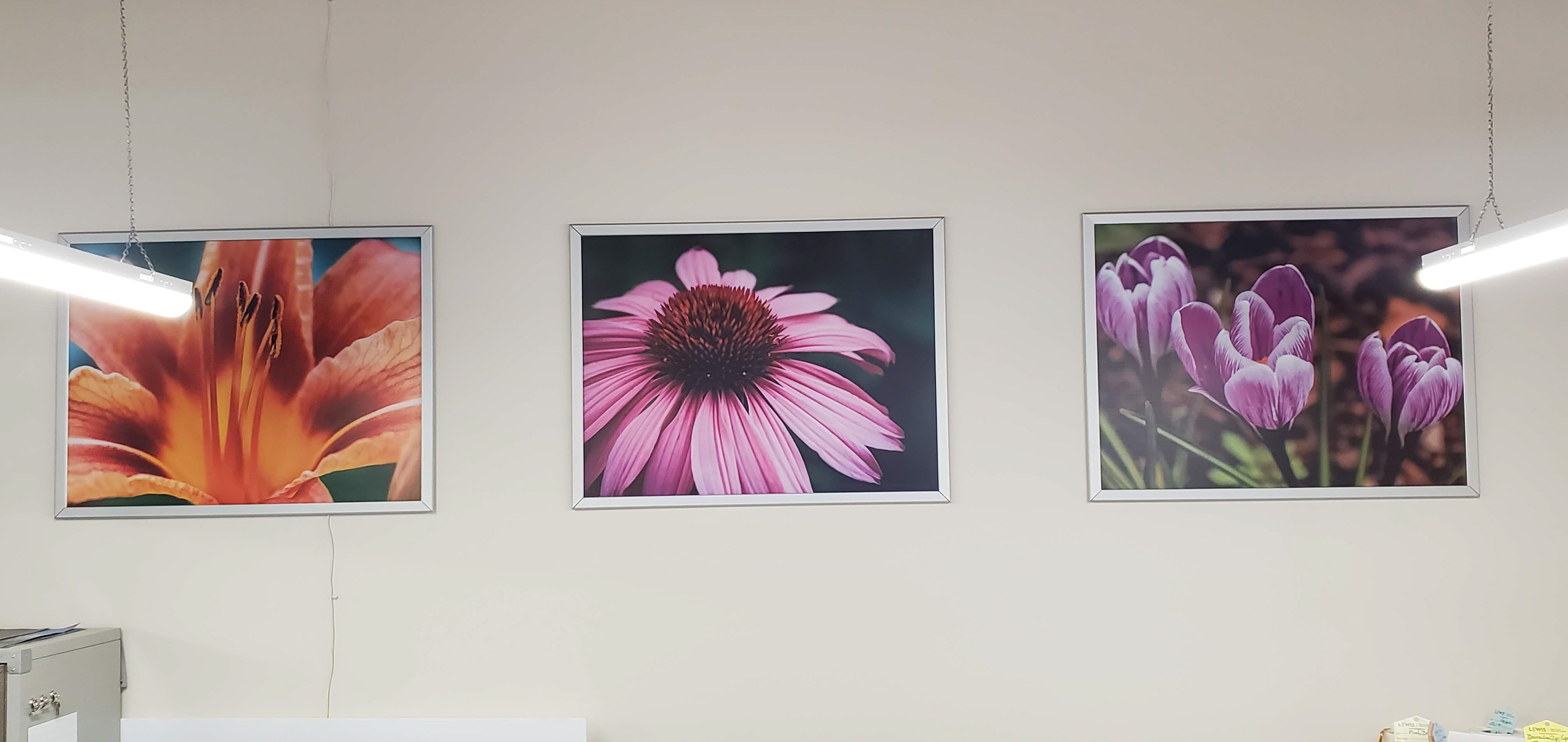 Large Format Detailed Flower Prints