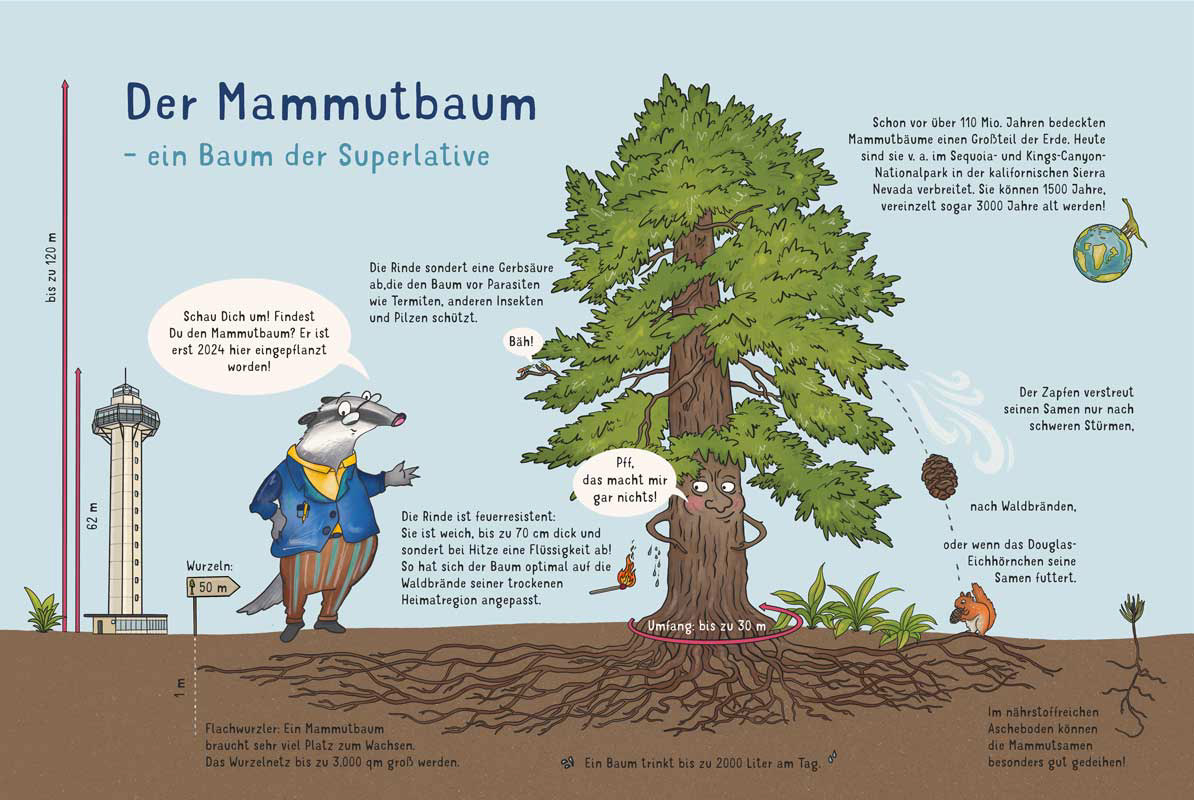 Informationstafel Mammutbaum