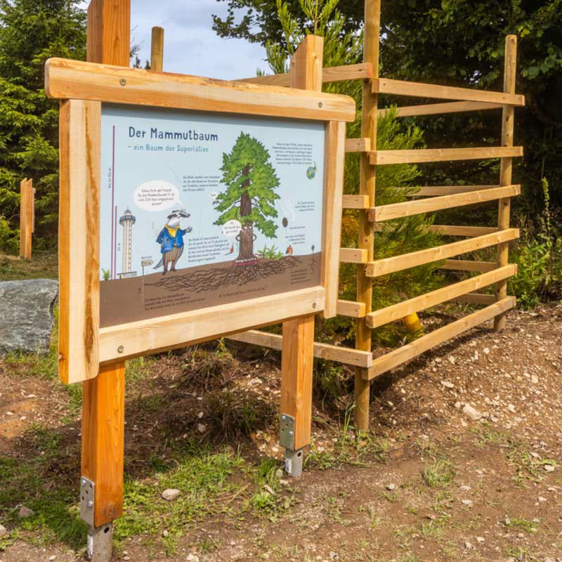 Informationstafel Mammutbaum