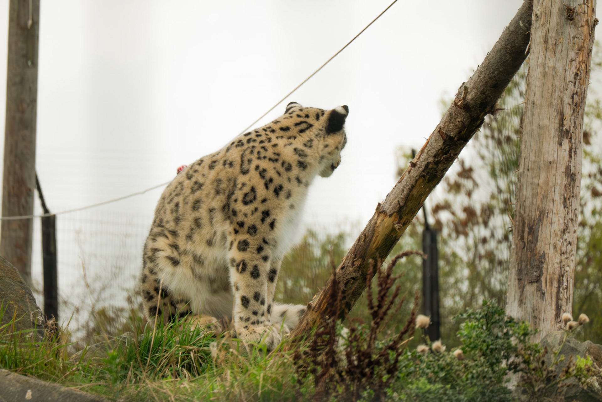 snow leopard at Northumberland zoo