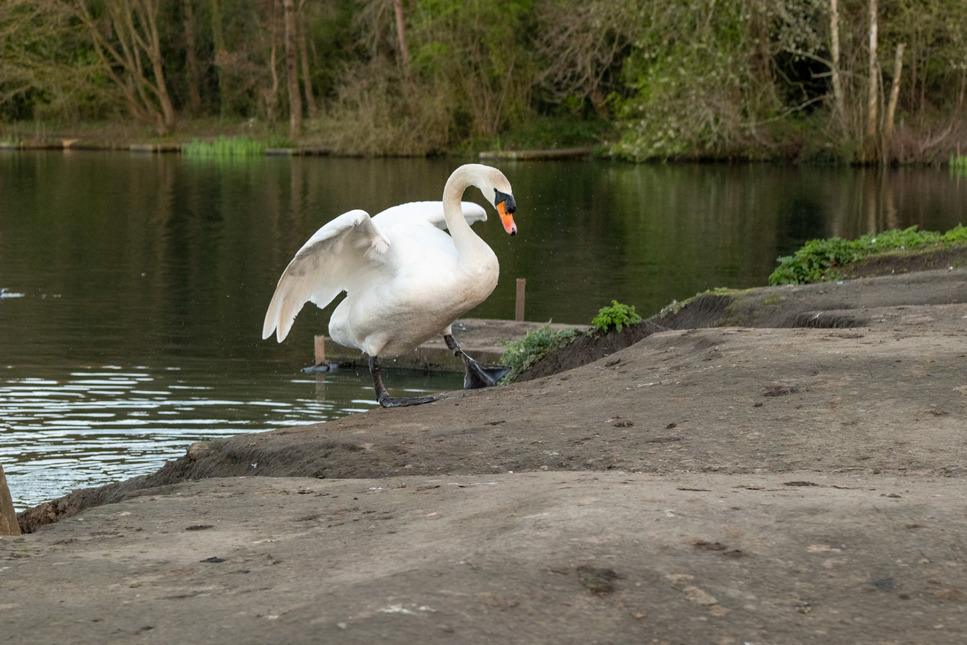 a swan