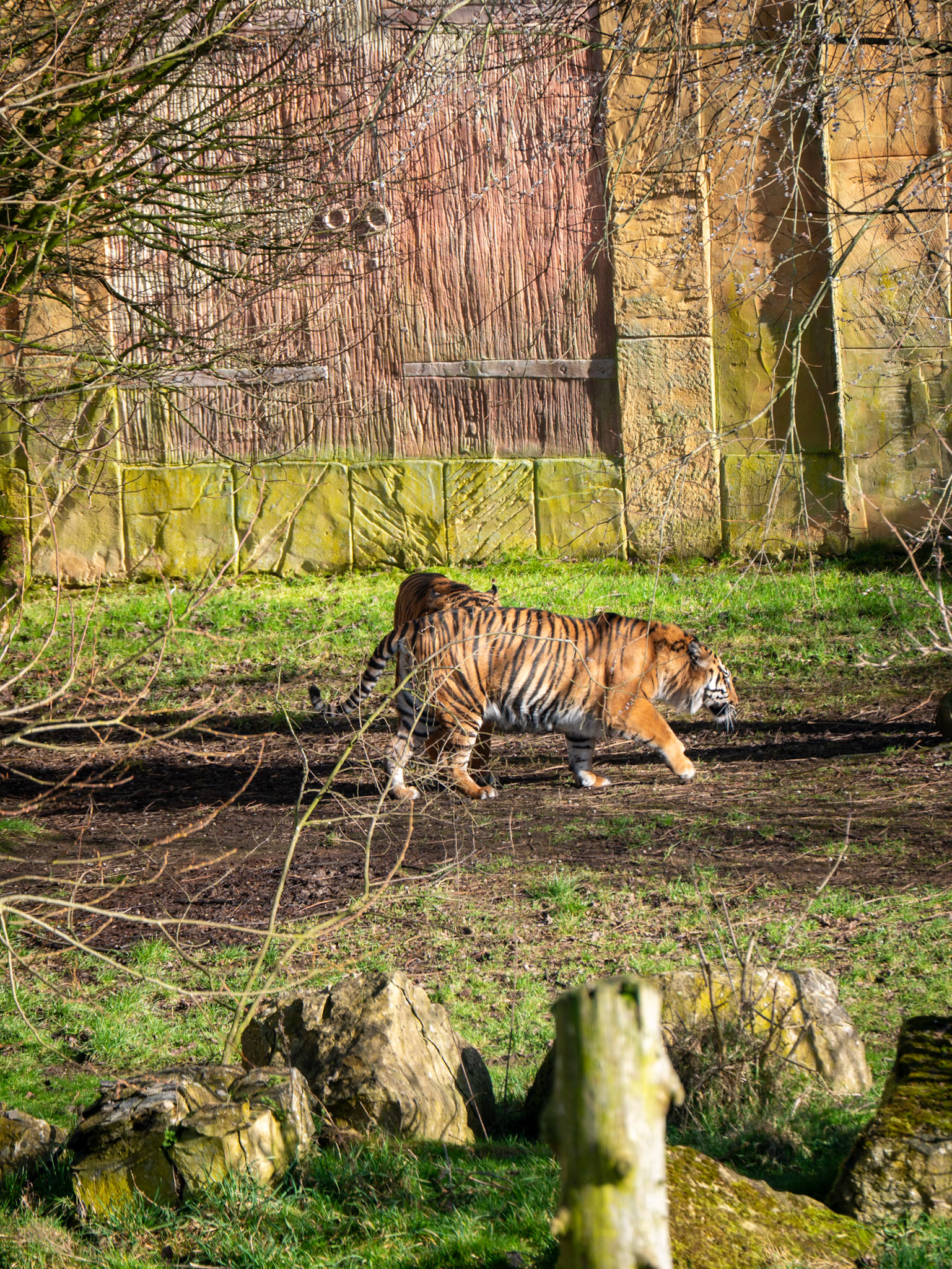 a tiger