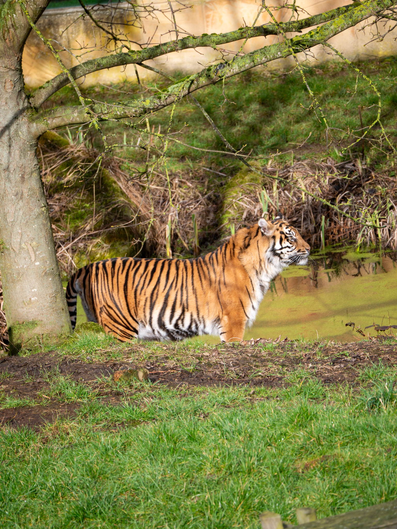 a tiger