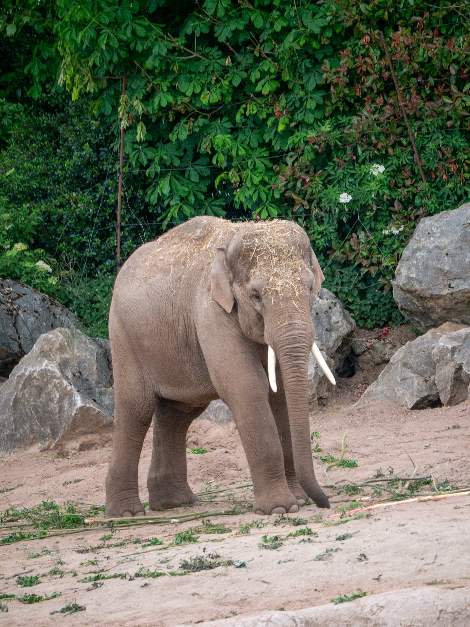elephant at Chester zoo