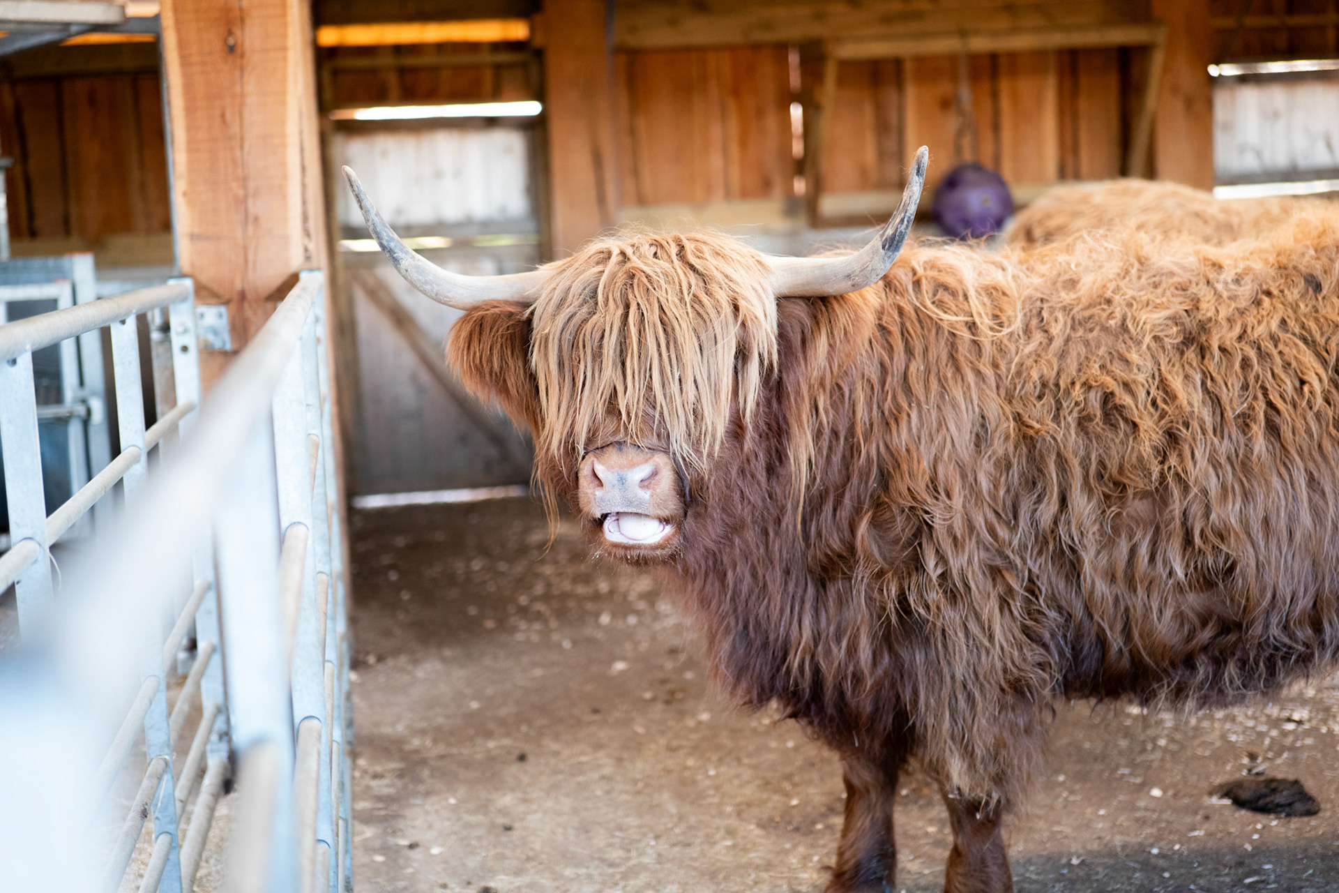 a highland cow at Northumberland zoo