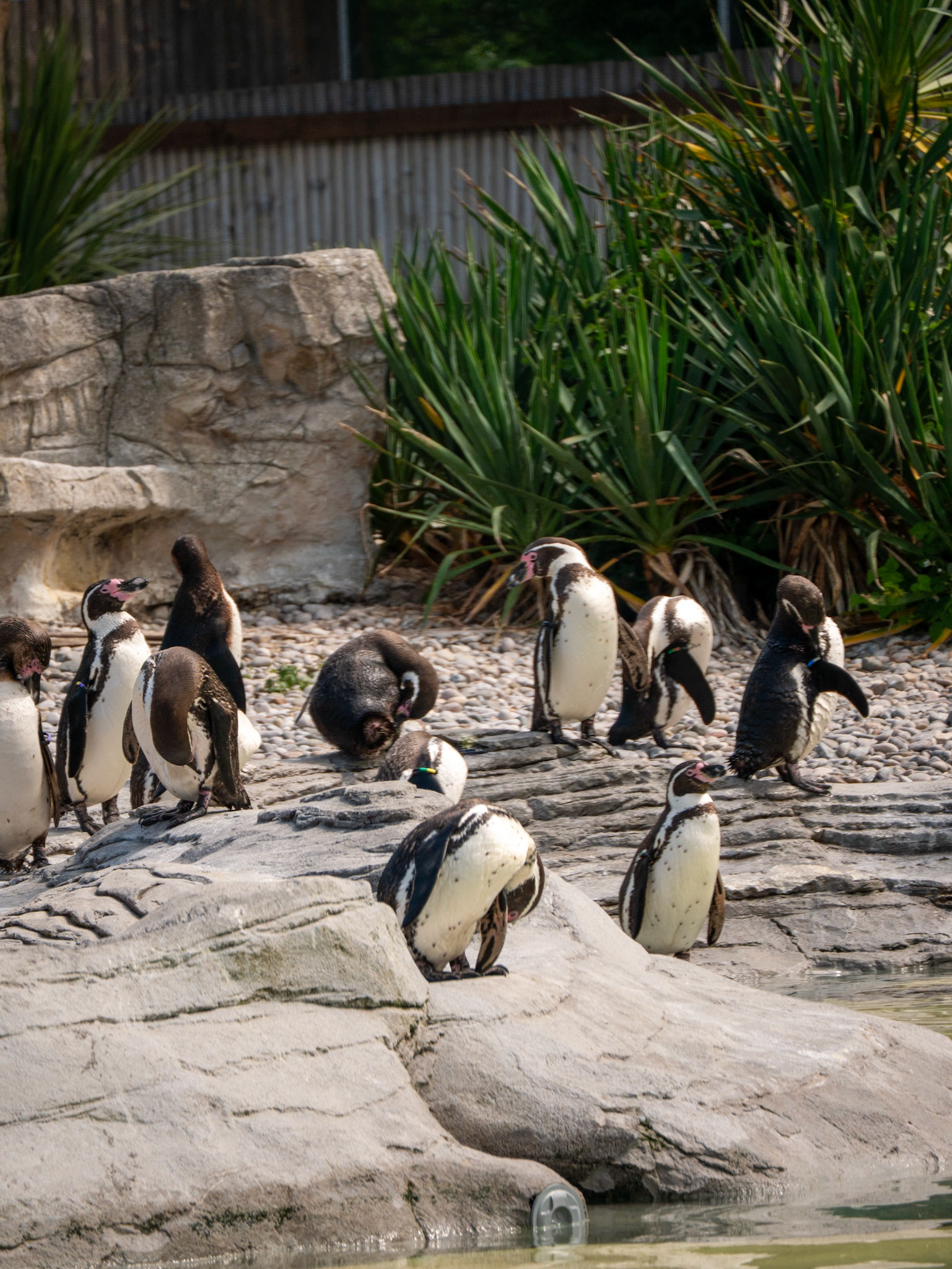 penguin at Chester zoo