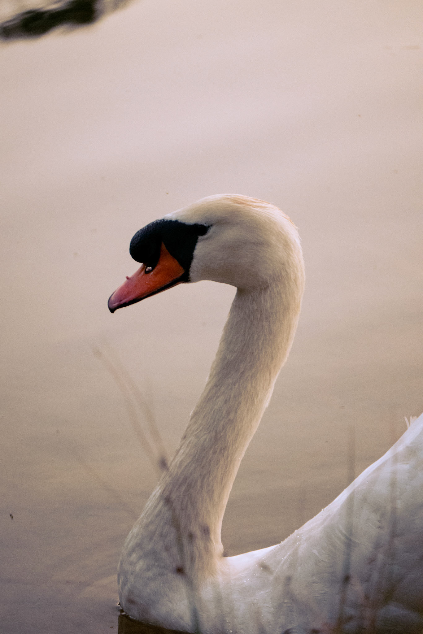 a swan