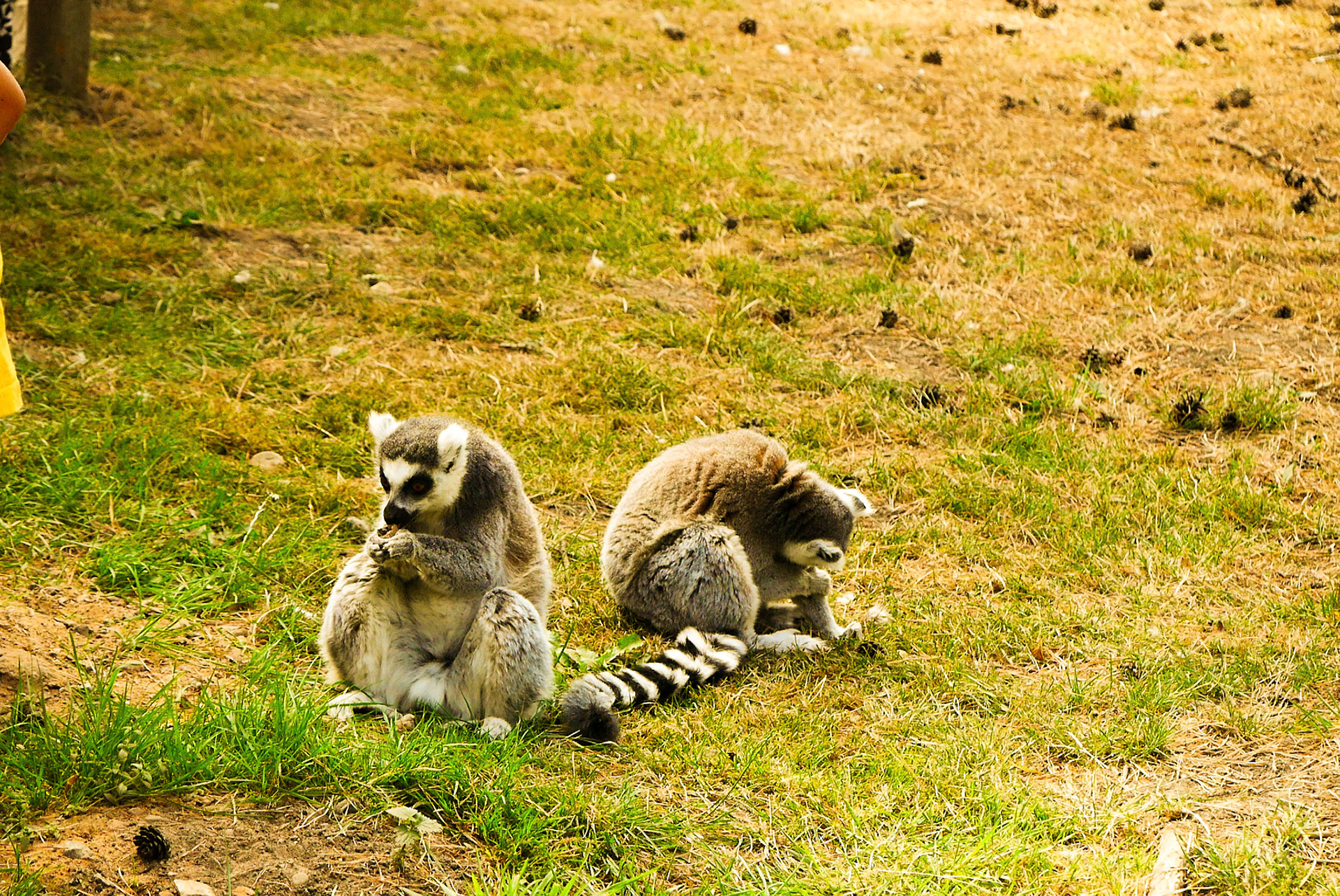 lemurs at Yorkshire wildlife park 