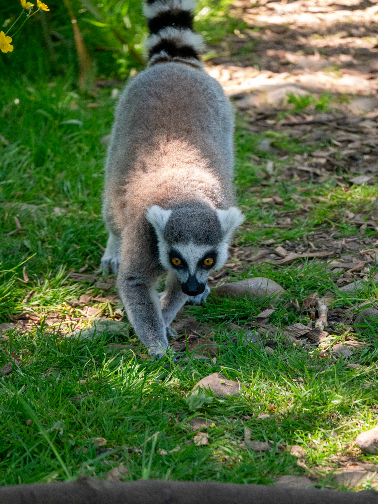 lemur at Chester zoo