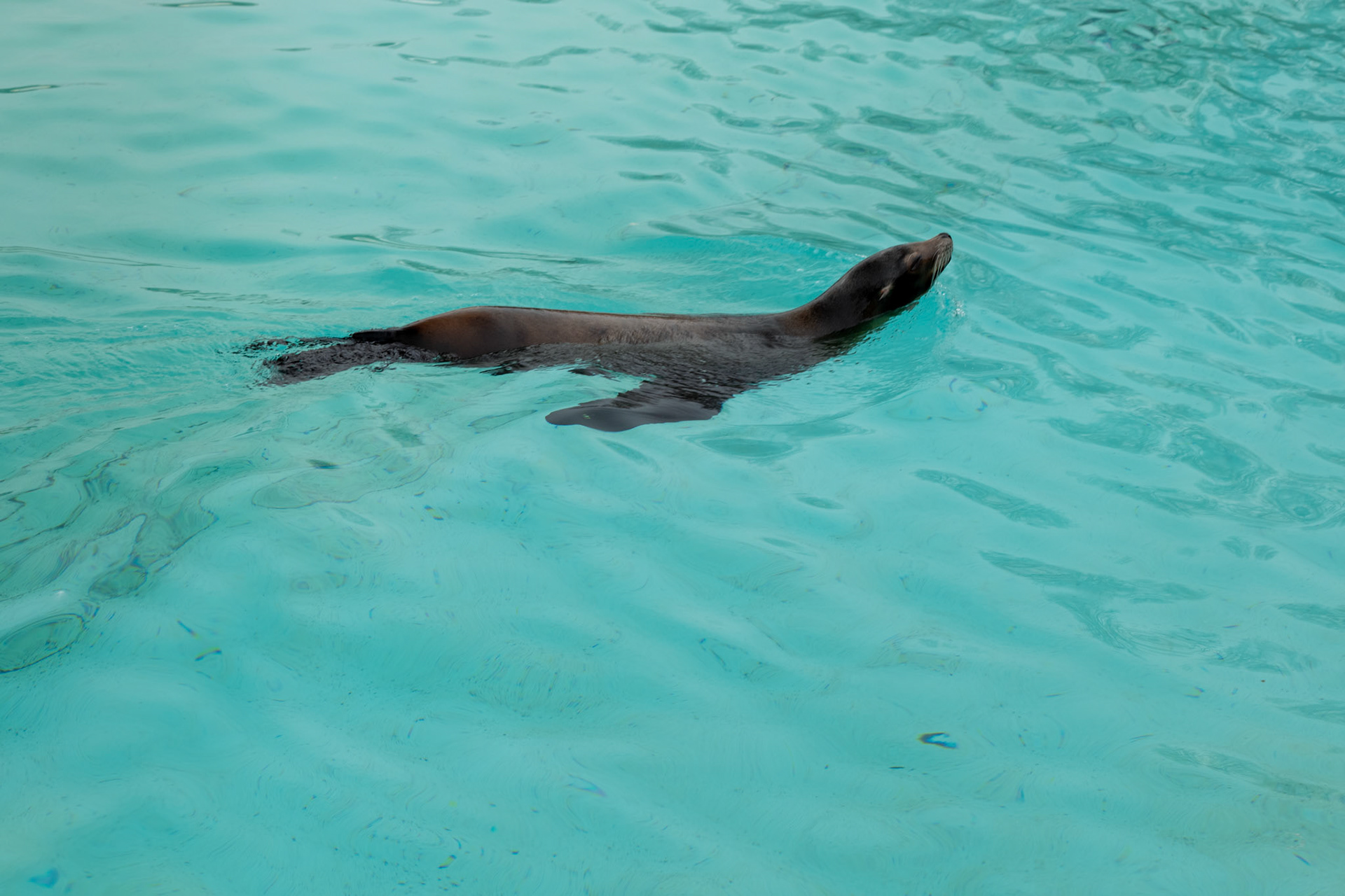 a sealion at Blackpool zoo 