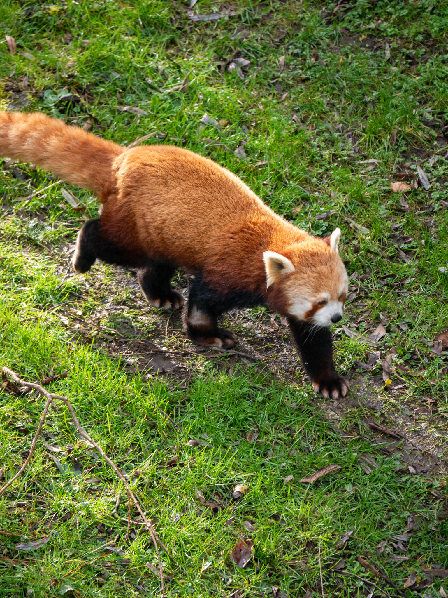a red panda