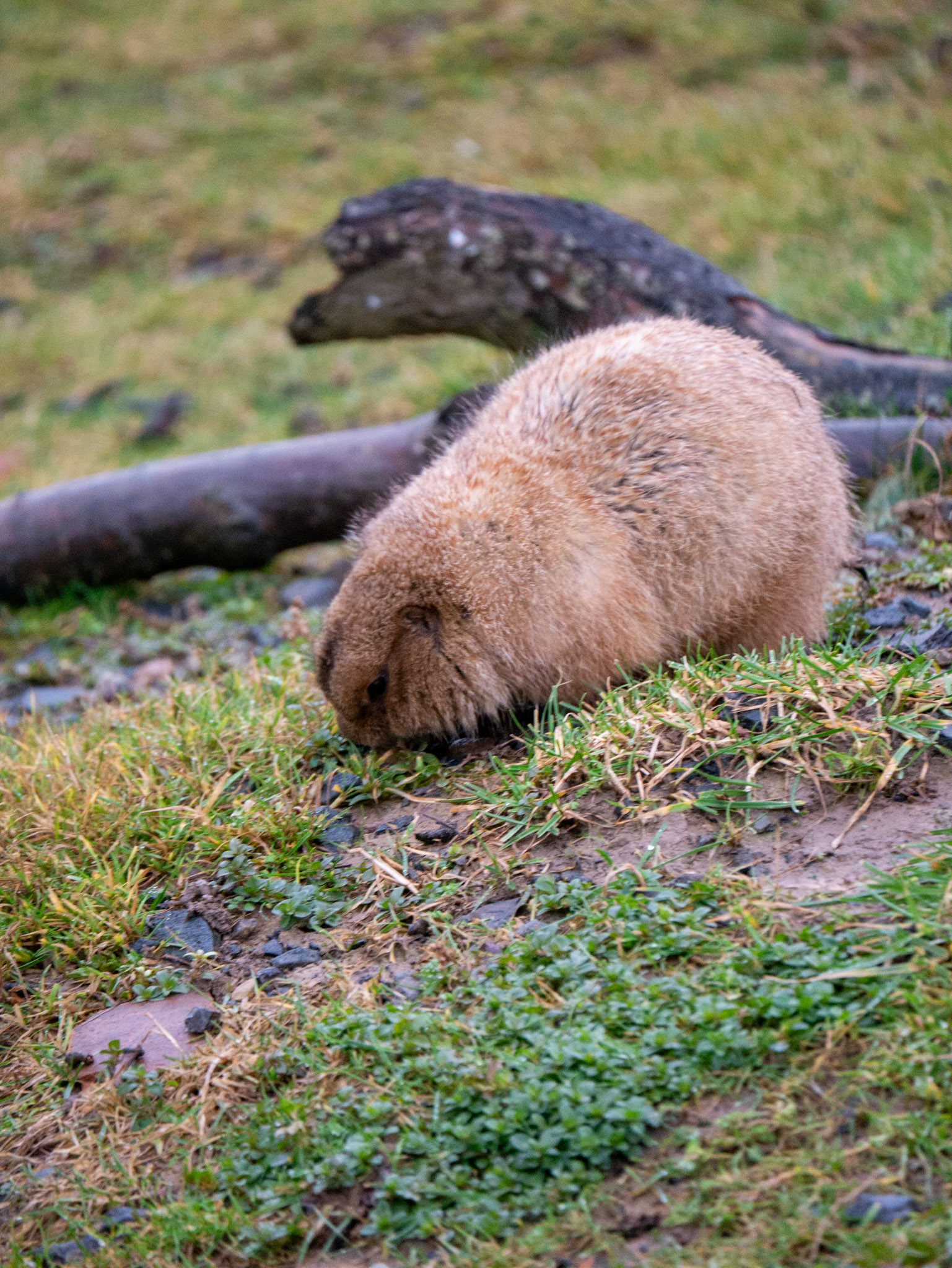 prairie dog at Northumberland zoo