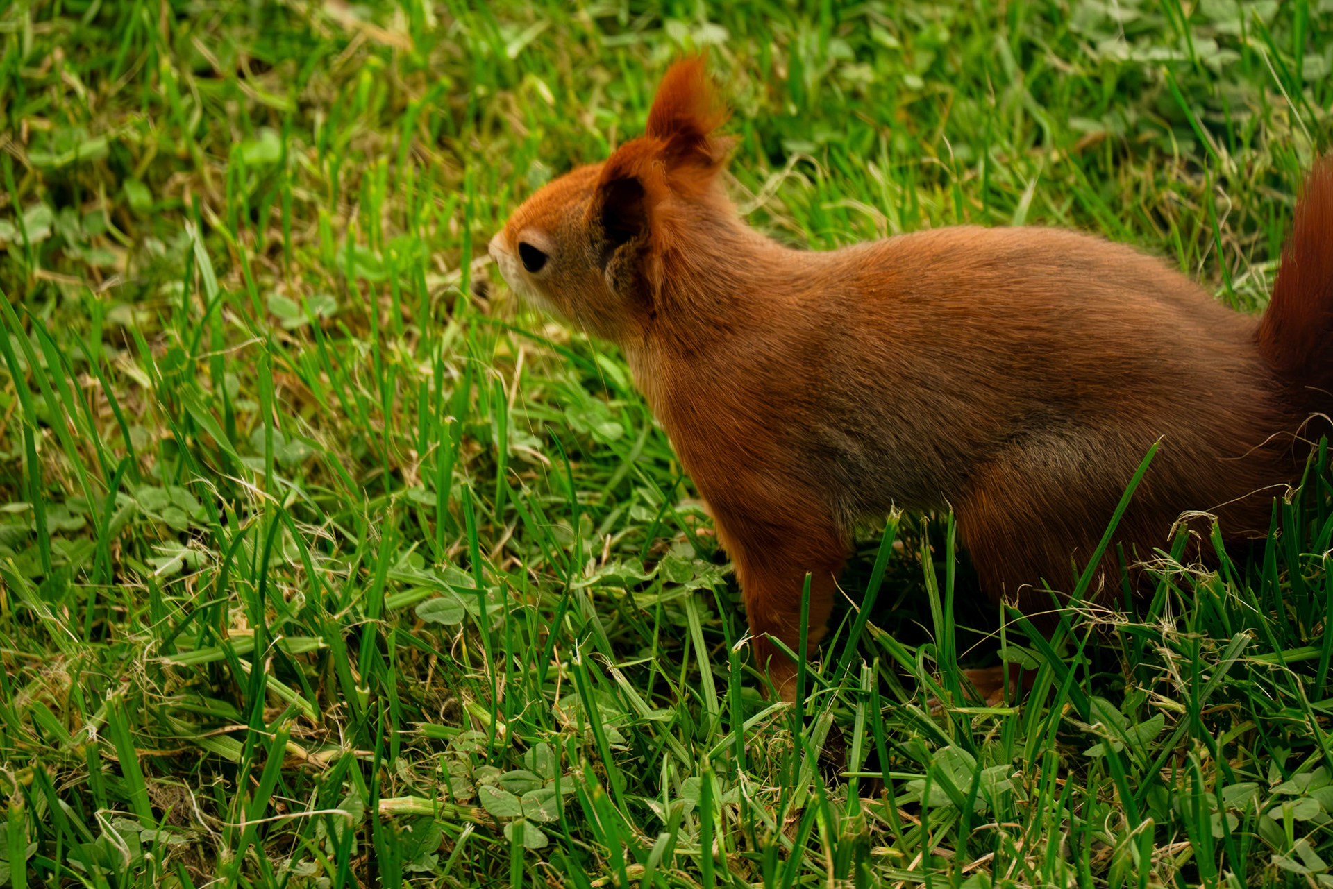 red squirrel at Northumberland zoo
