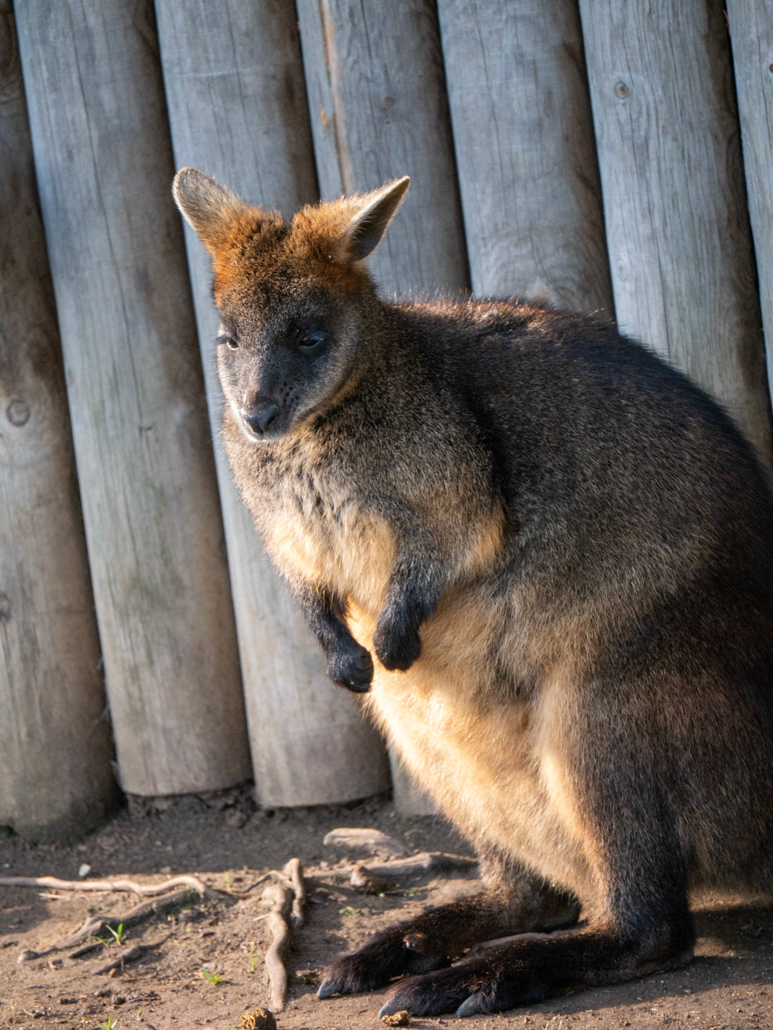 a wallaby 