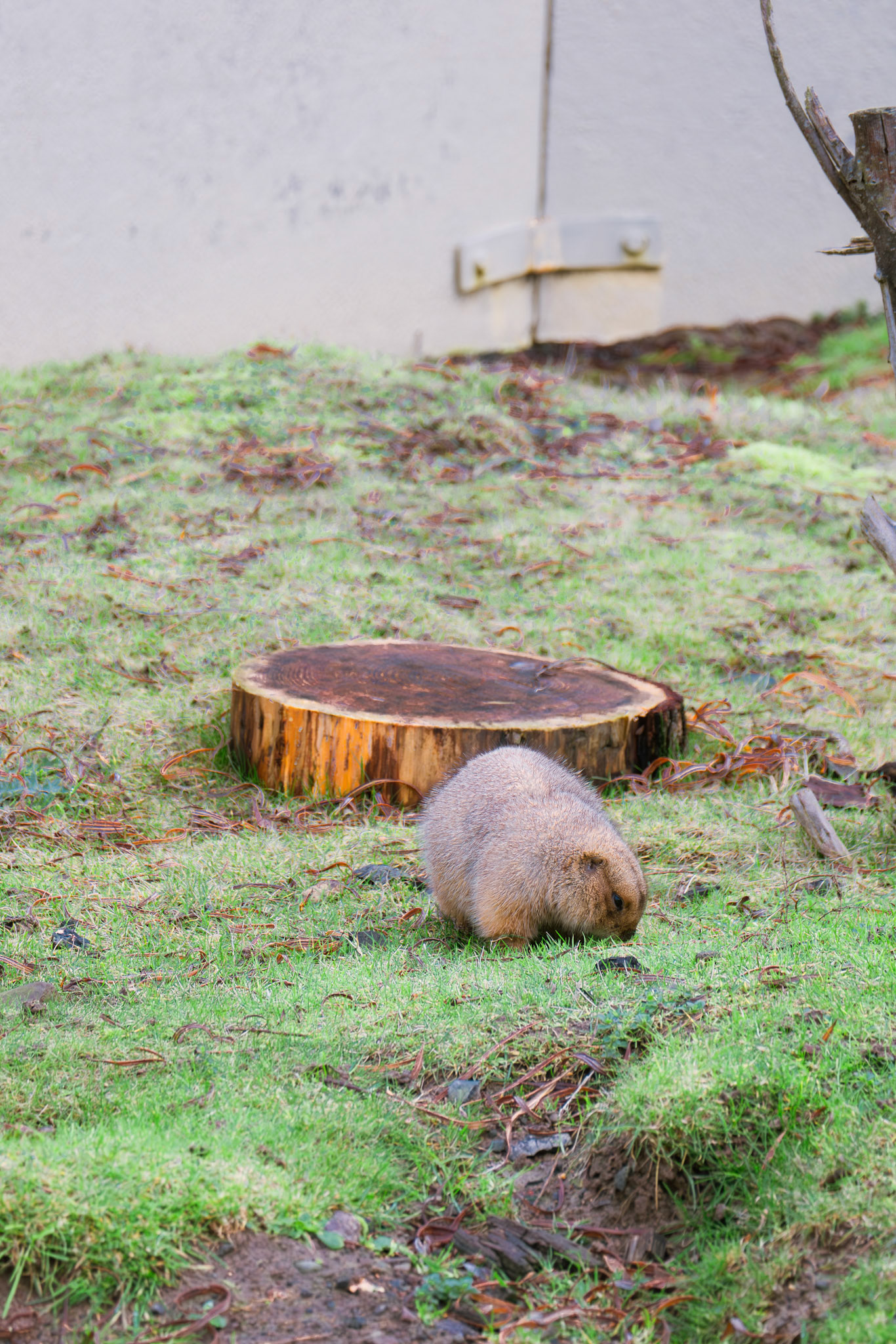 prairie dog at Northumberland zoo
