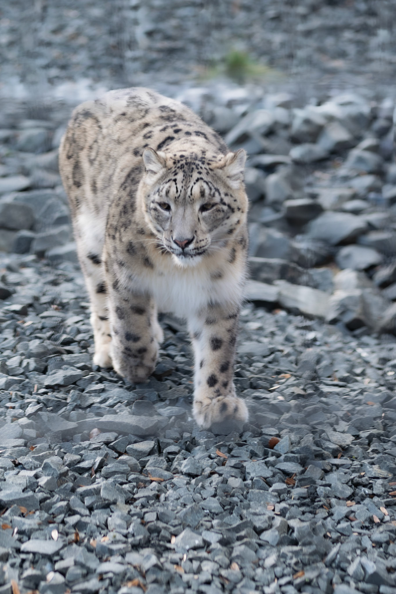  at Northumberland zoo