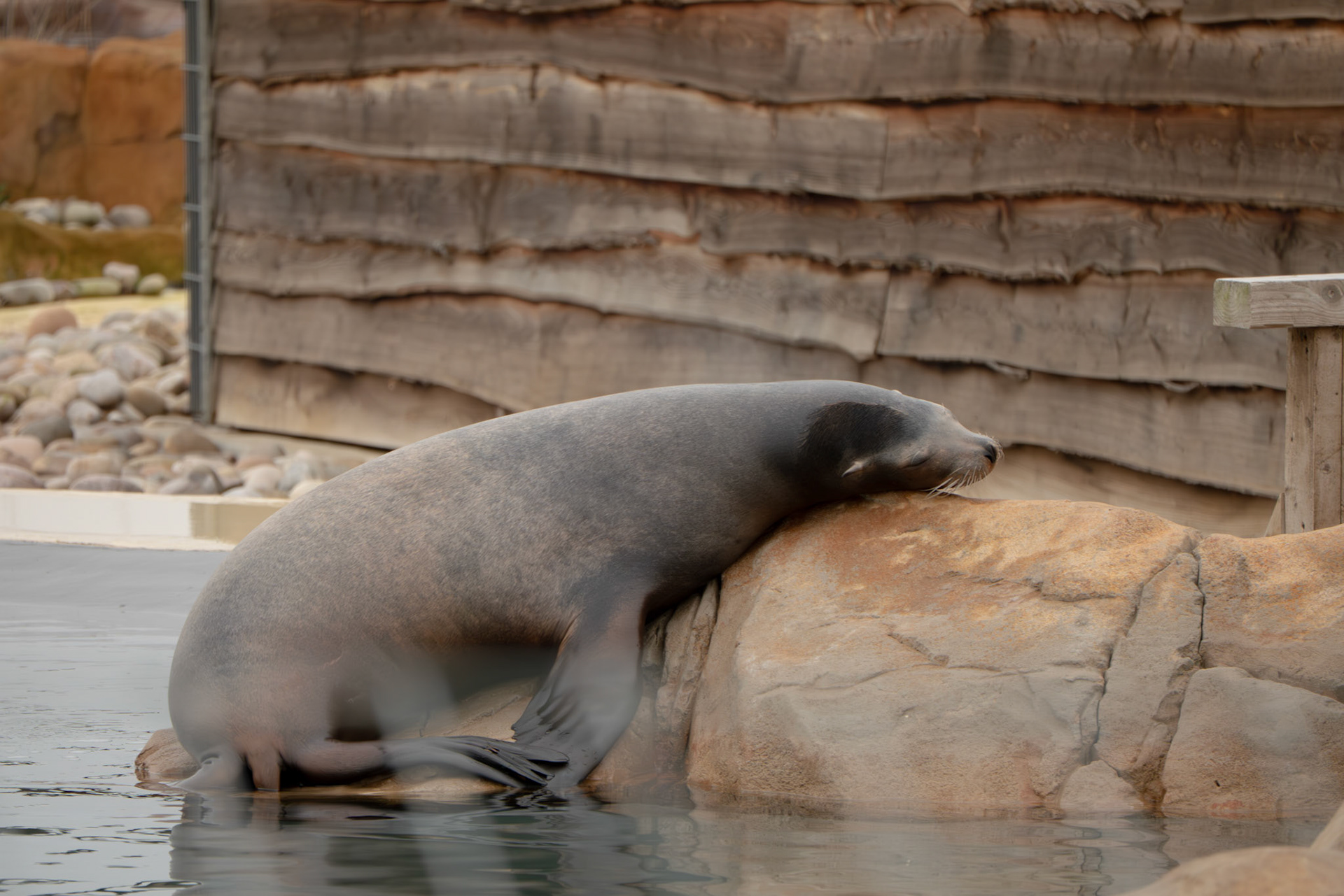 sea lion at Yorkshire wildlife park 