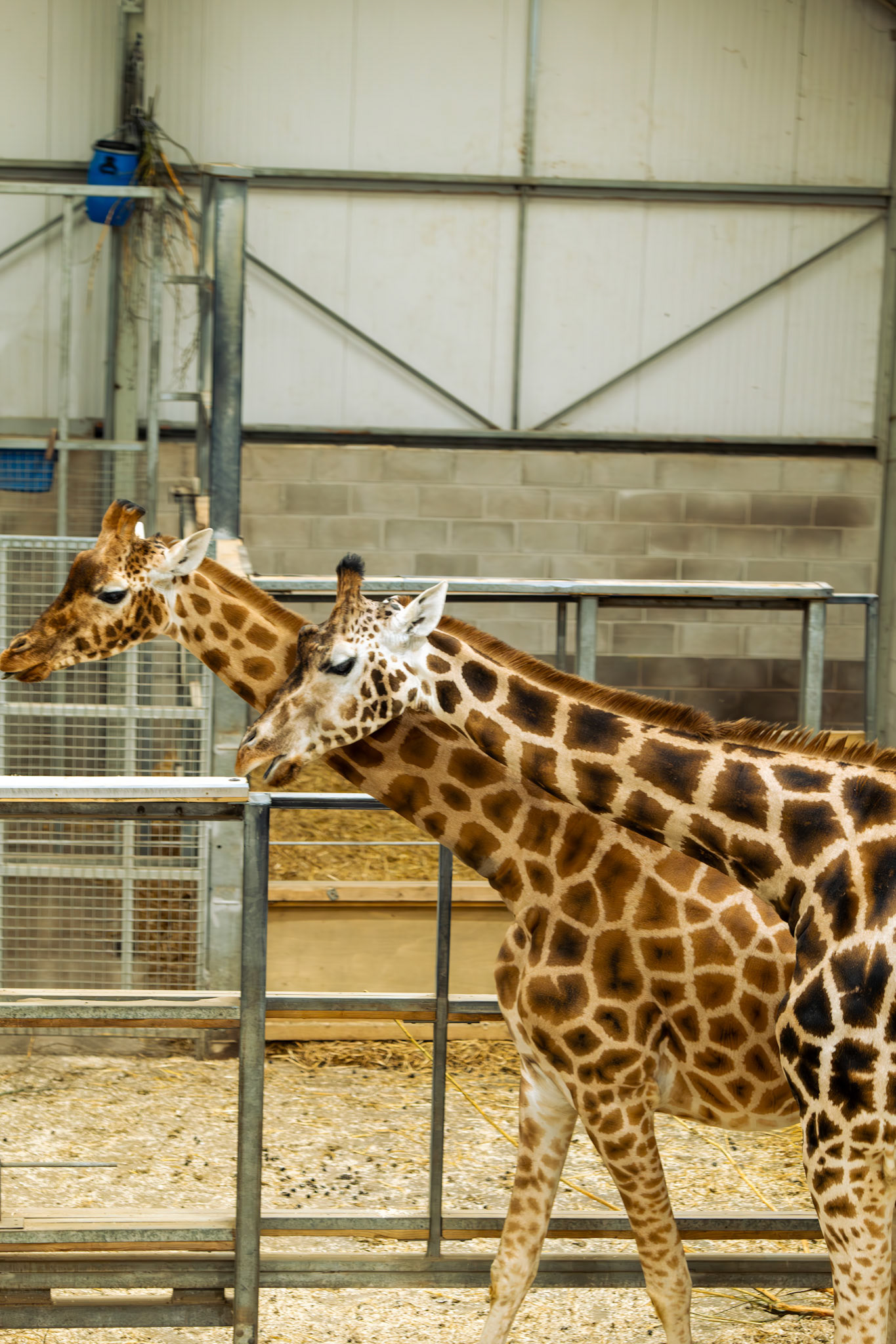 giraffe at Blackpool zoo 