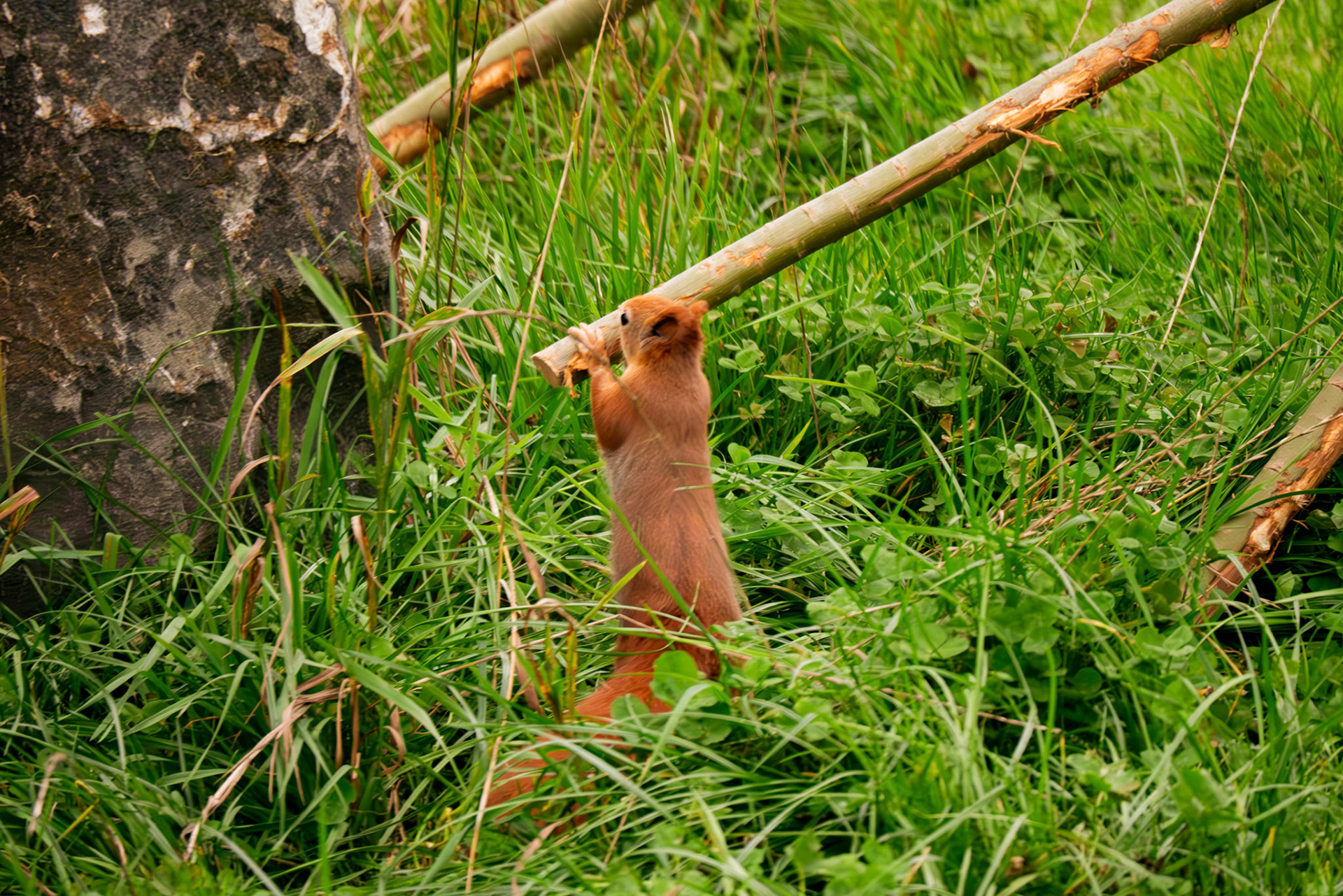 red squirrel at Northumberland zoo