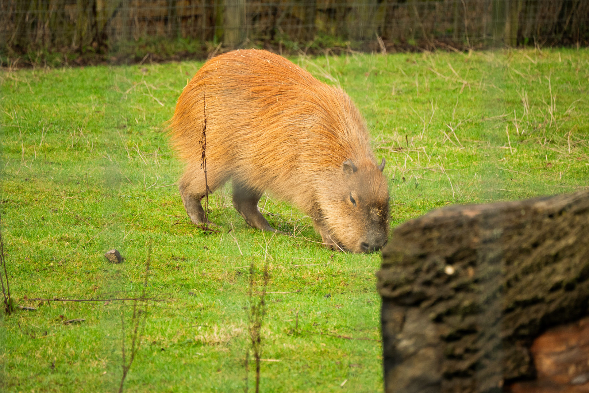 a cappybara at Northumberland zoo