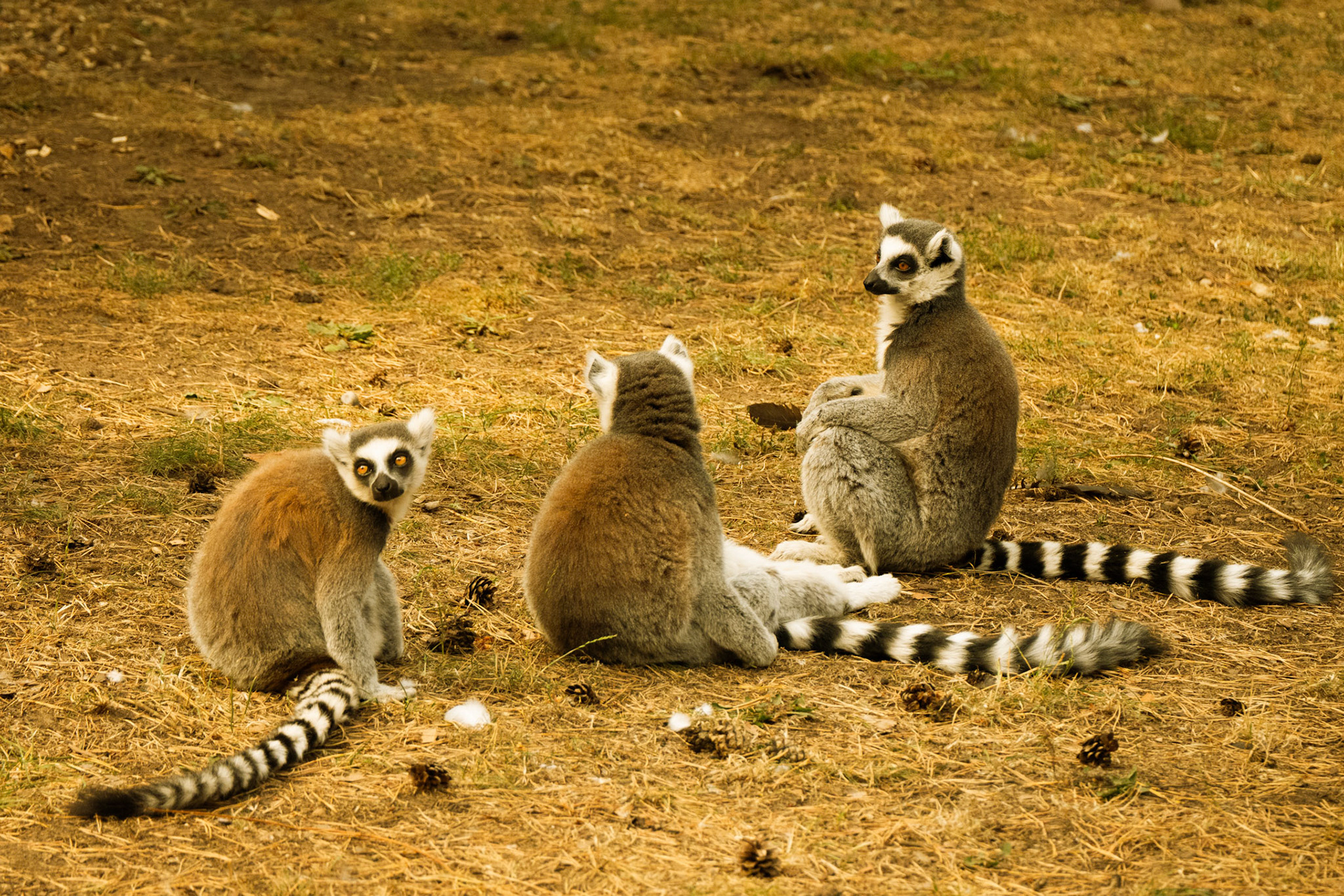 lemurs at Yorkshire wildlife park 