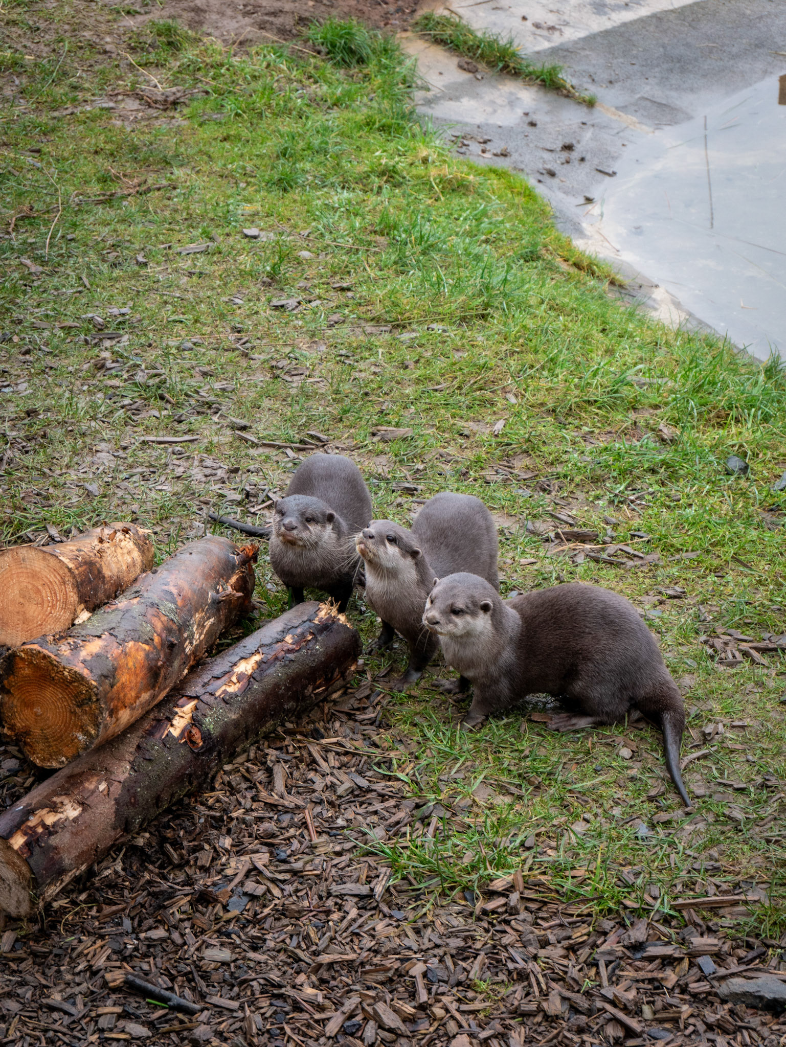 a otter  at Northumberland zoo