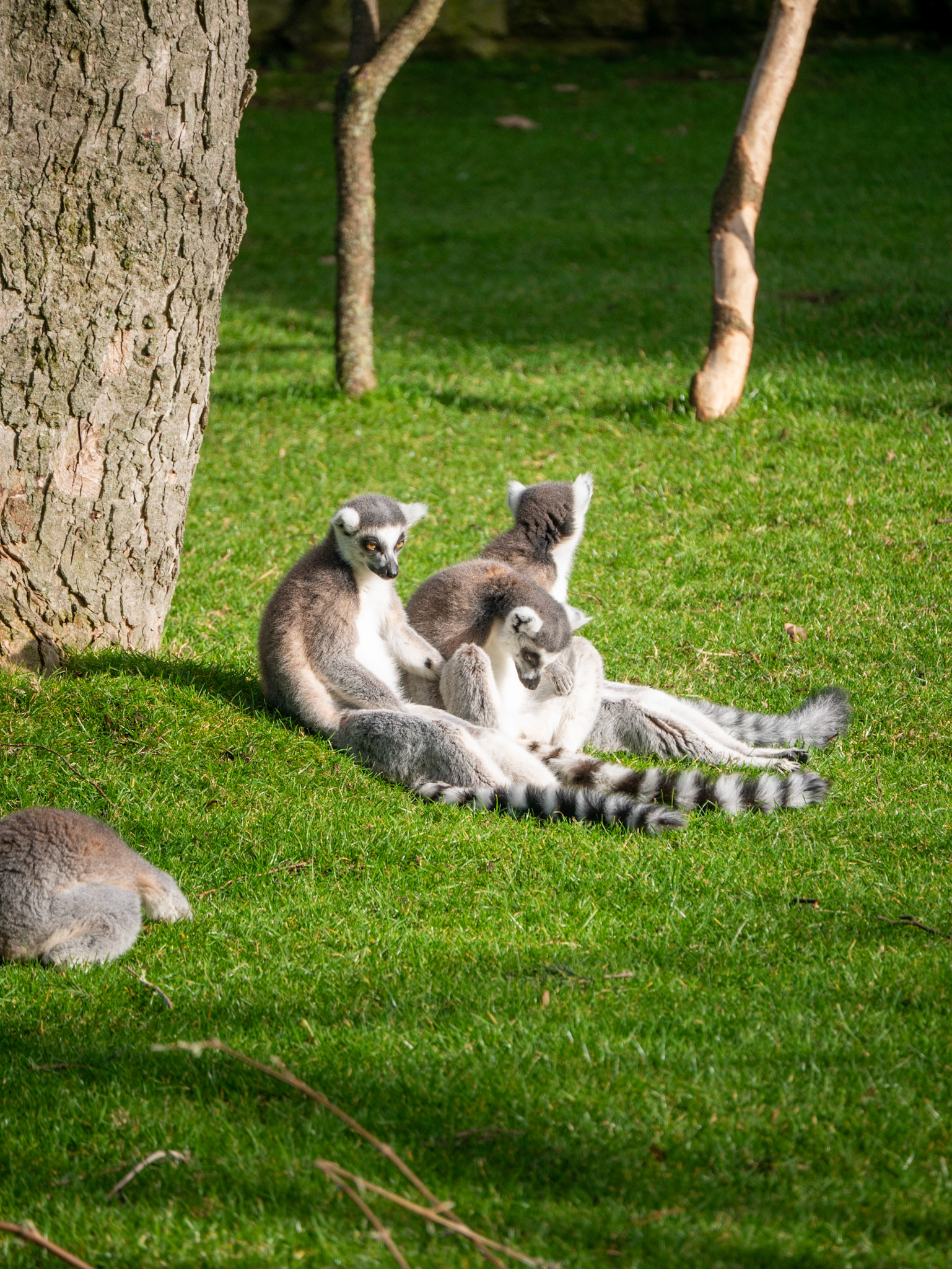 3 lemurs 