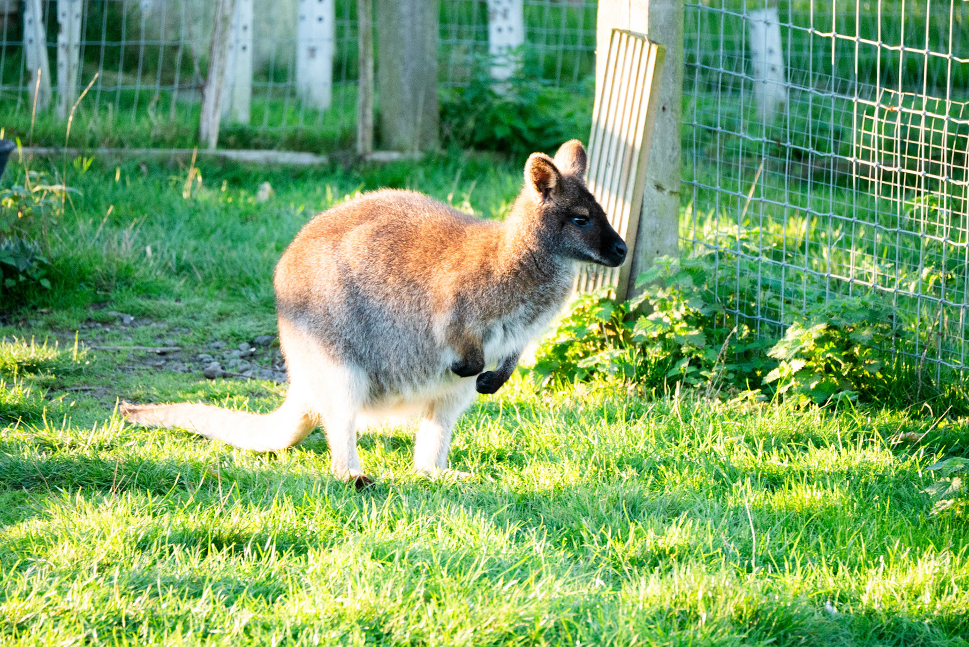 a wallaby at Northumberland zoo