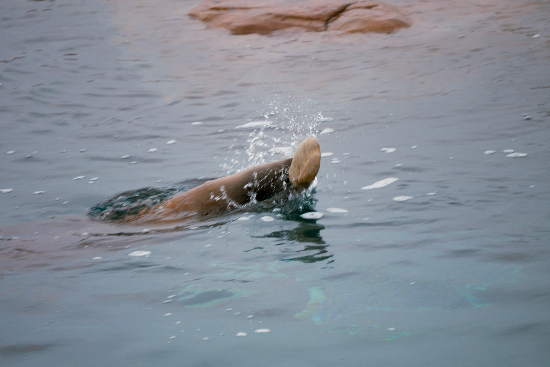seal lion at Yorkshire wildlife park 