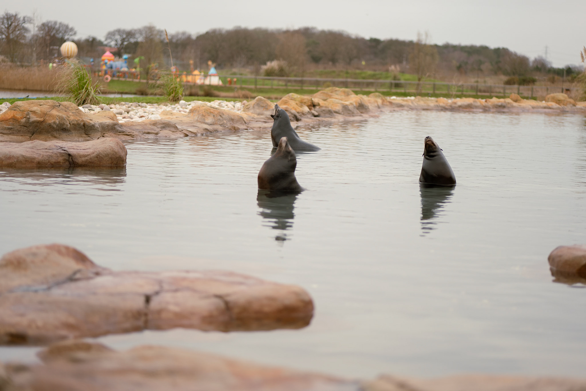 sea lion at Yorkshire wildlife park 