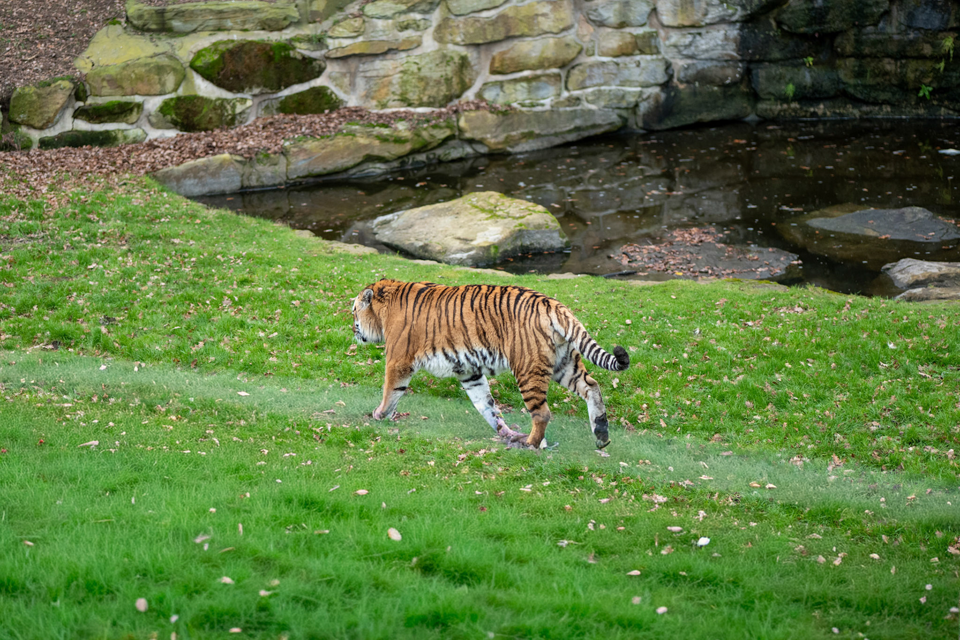 a tiger at Yorkshire wildlife park 
