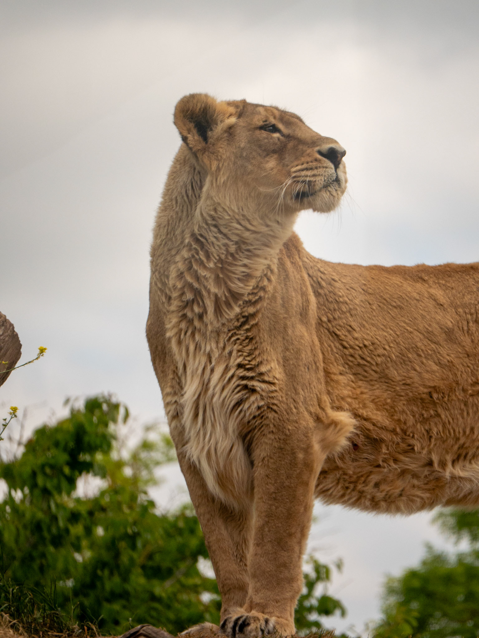 lion at Chester zoo