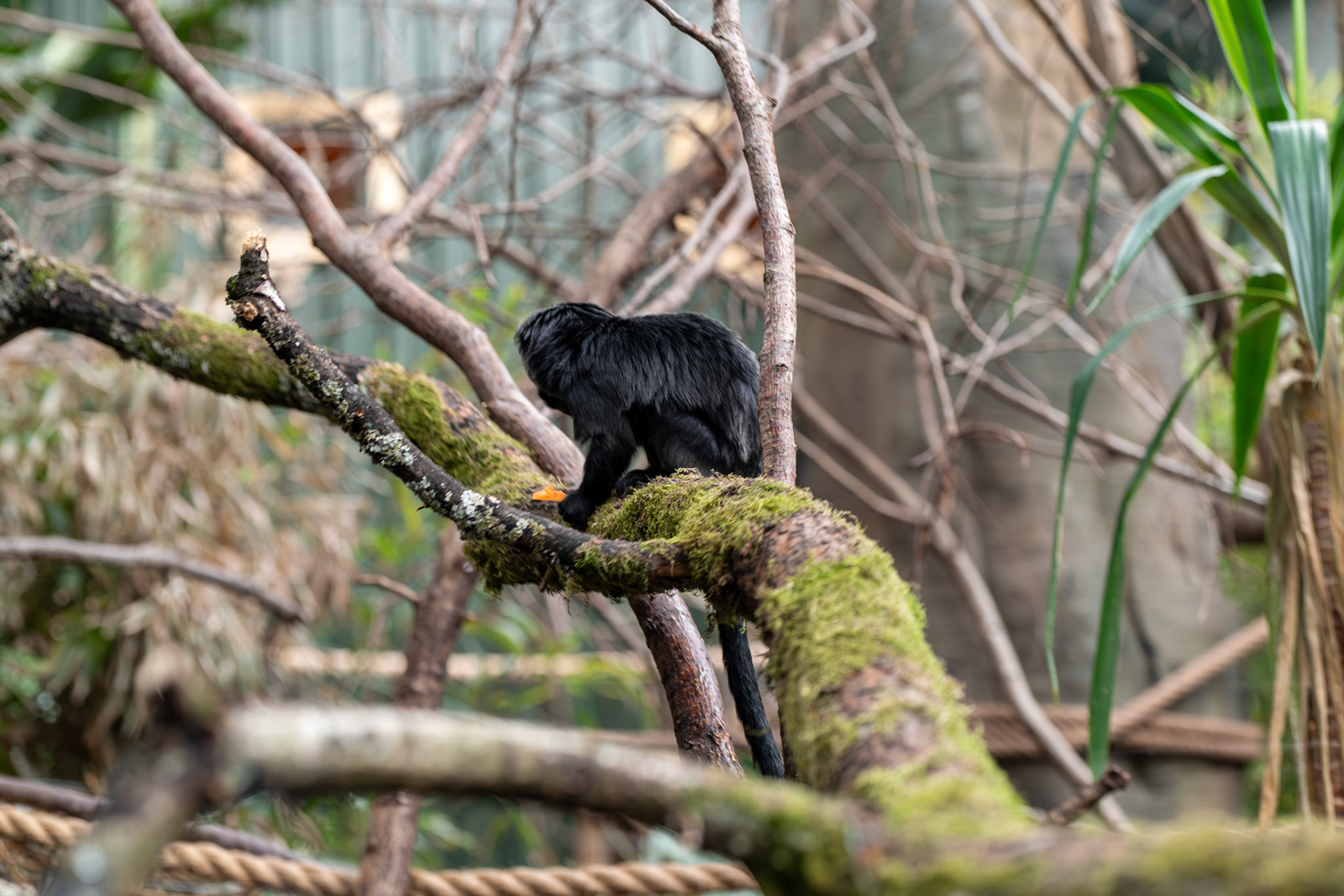 a goeldi monkey