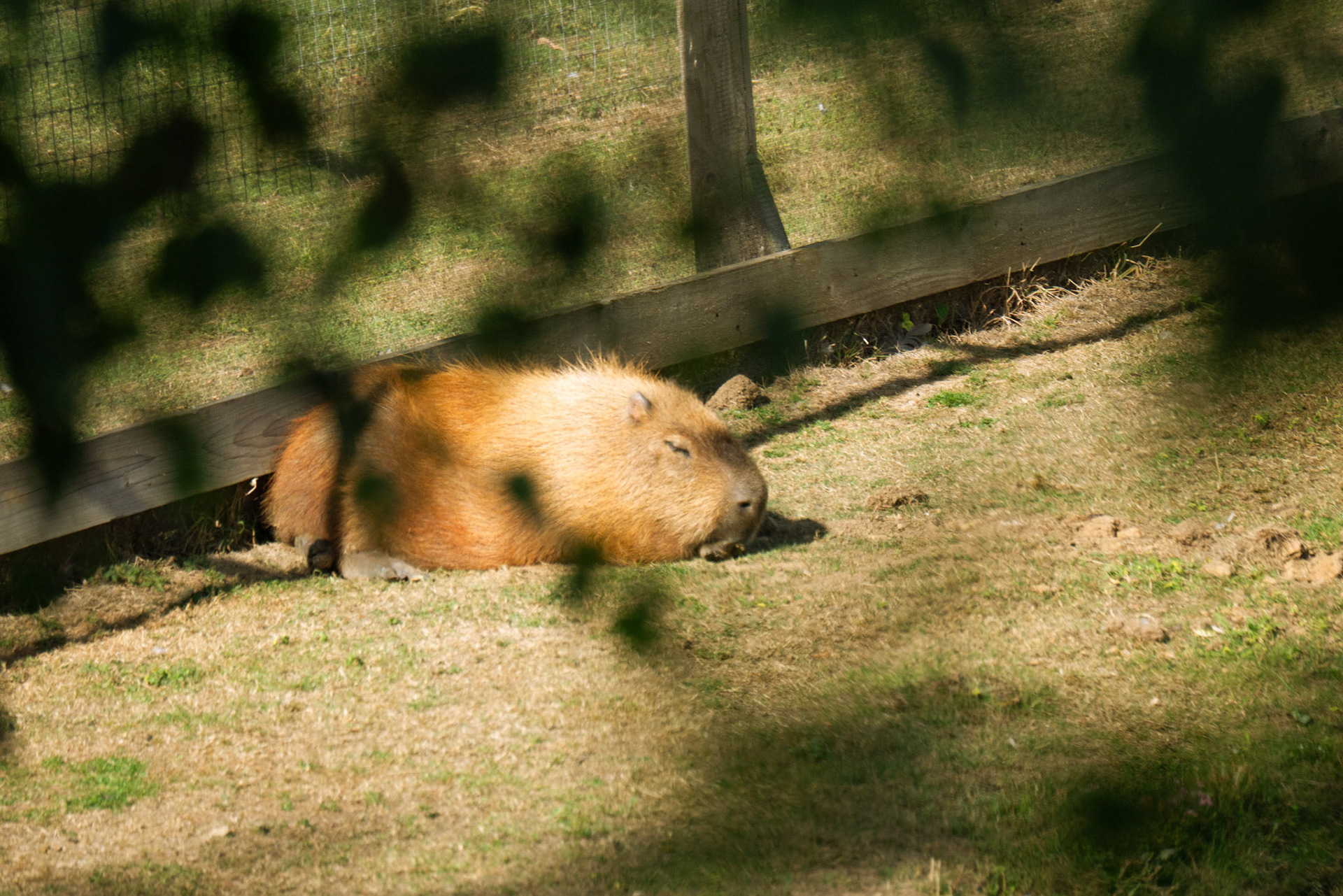 a capybara at Yorkshire wildlife park 