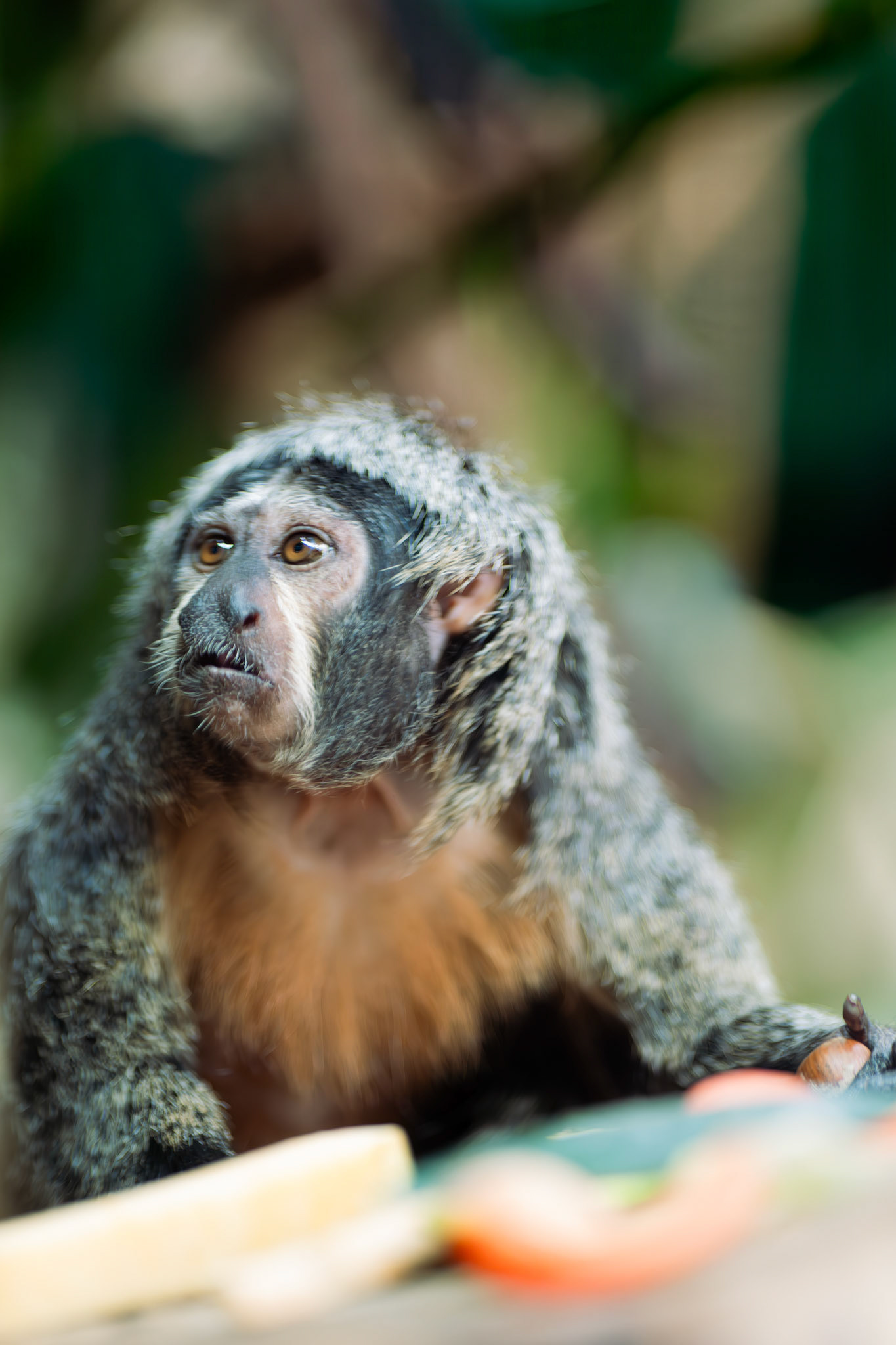 a Saki monkey